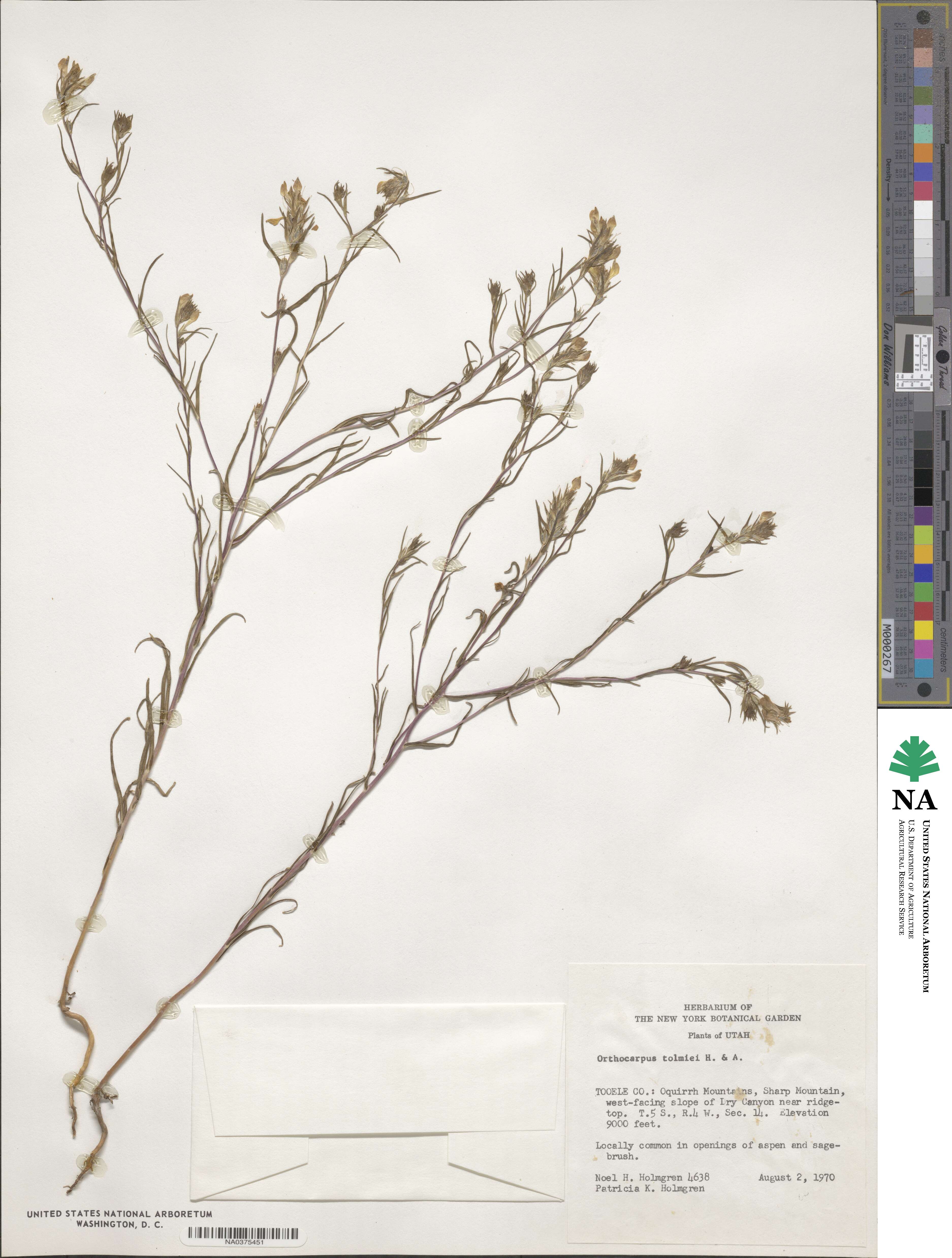 Orthocarpus tolmiei image