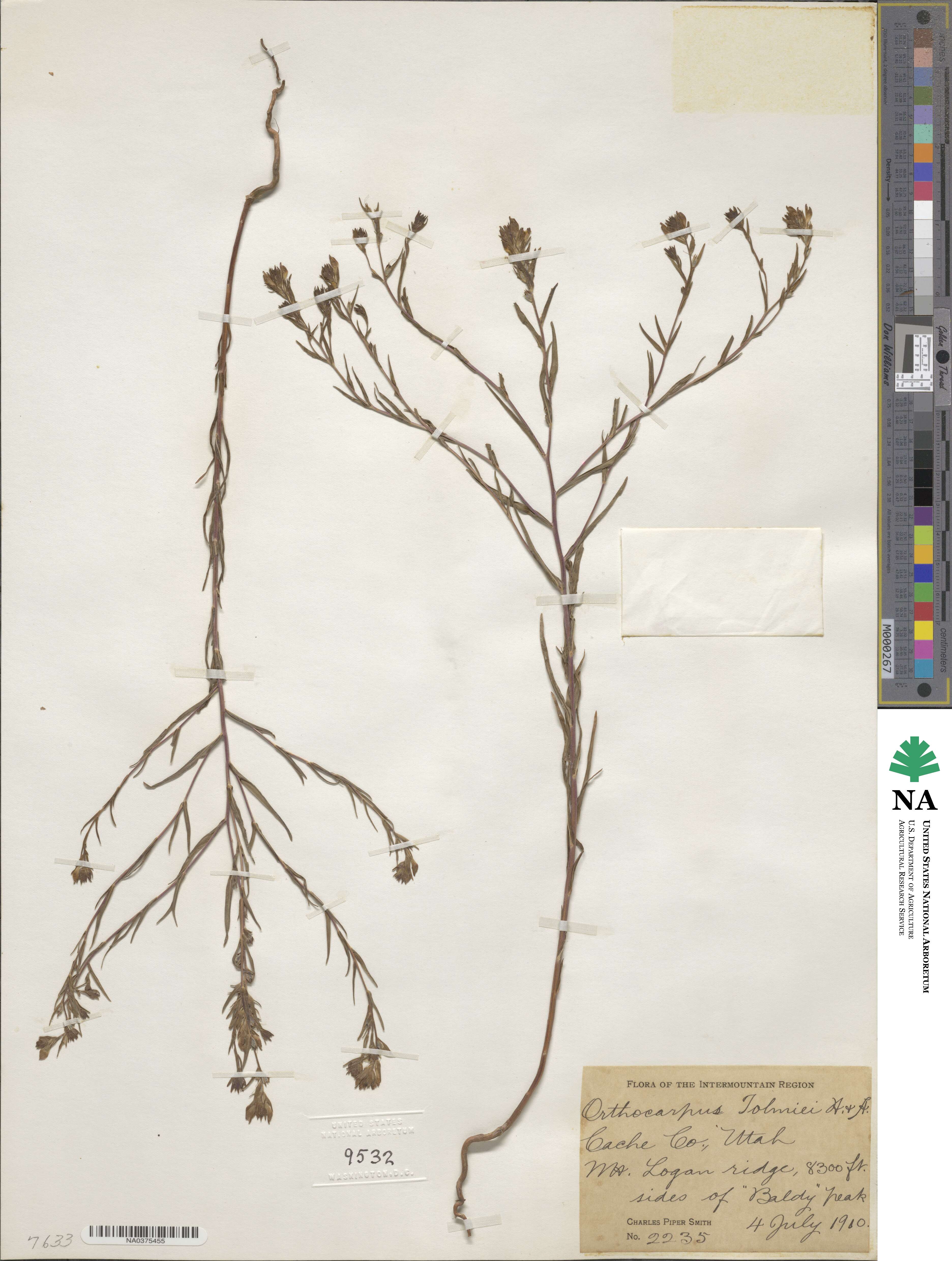 Orthocarpus tolmiei image