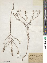 Orthocarpus tolmiei image
