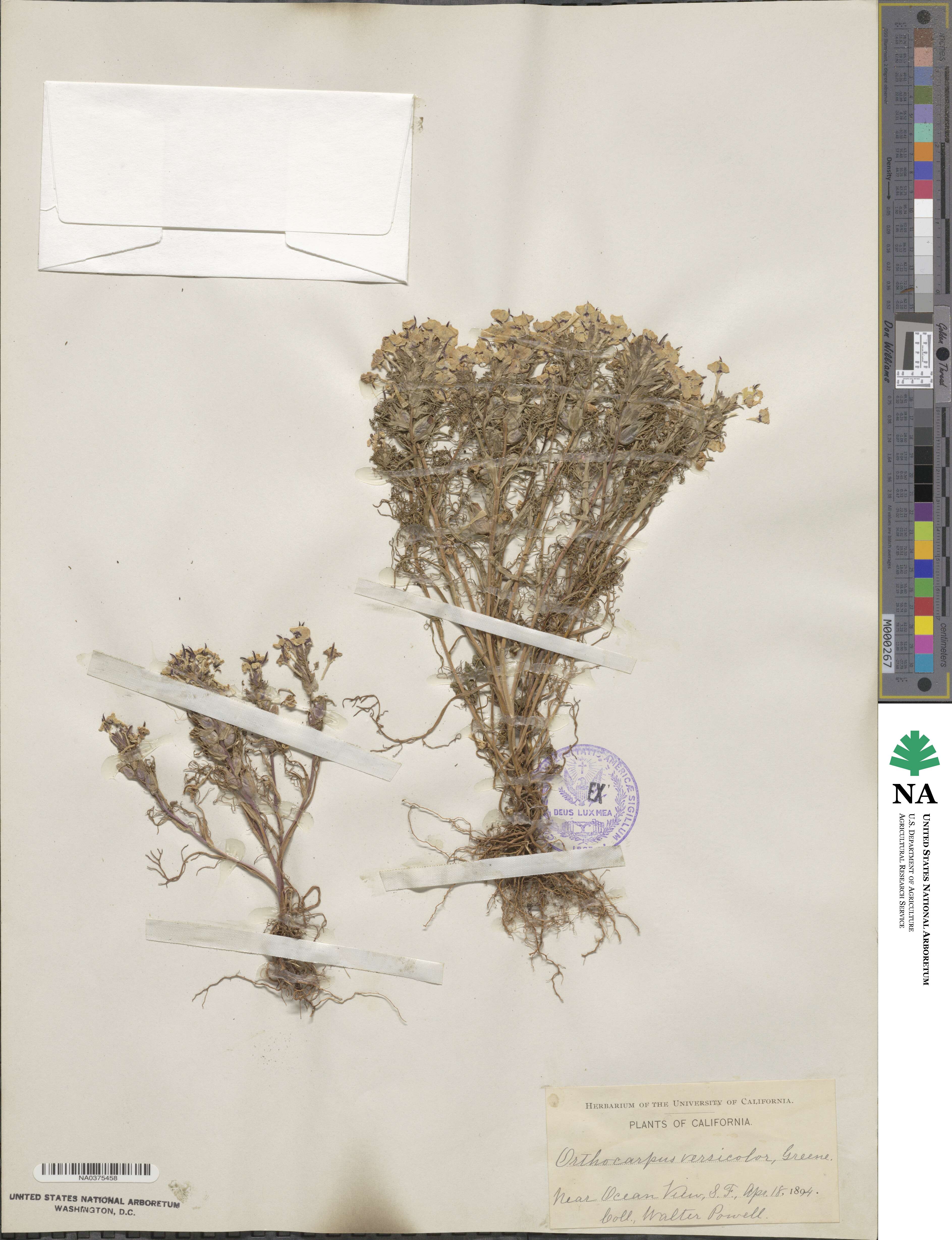 Triphysaria versicolor subsp. versicolor image
