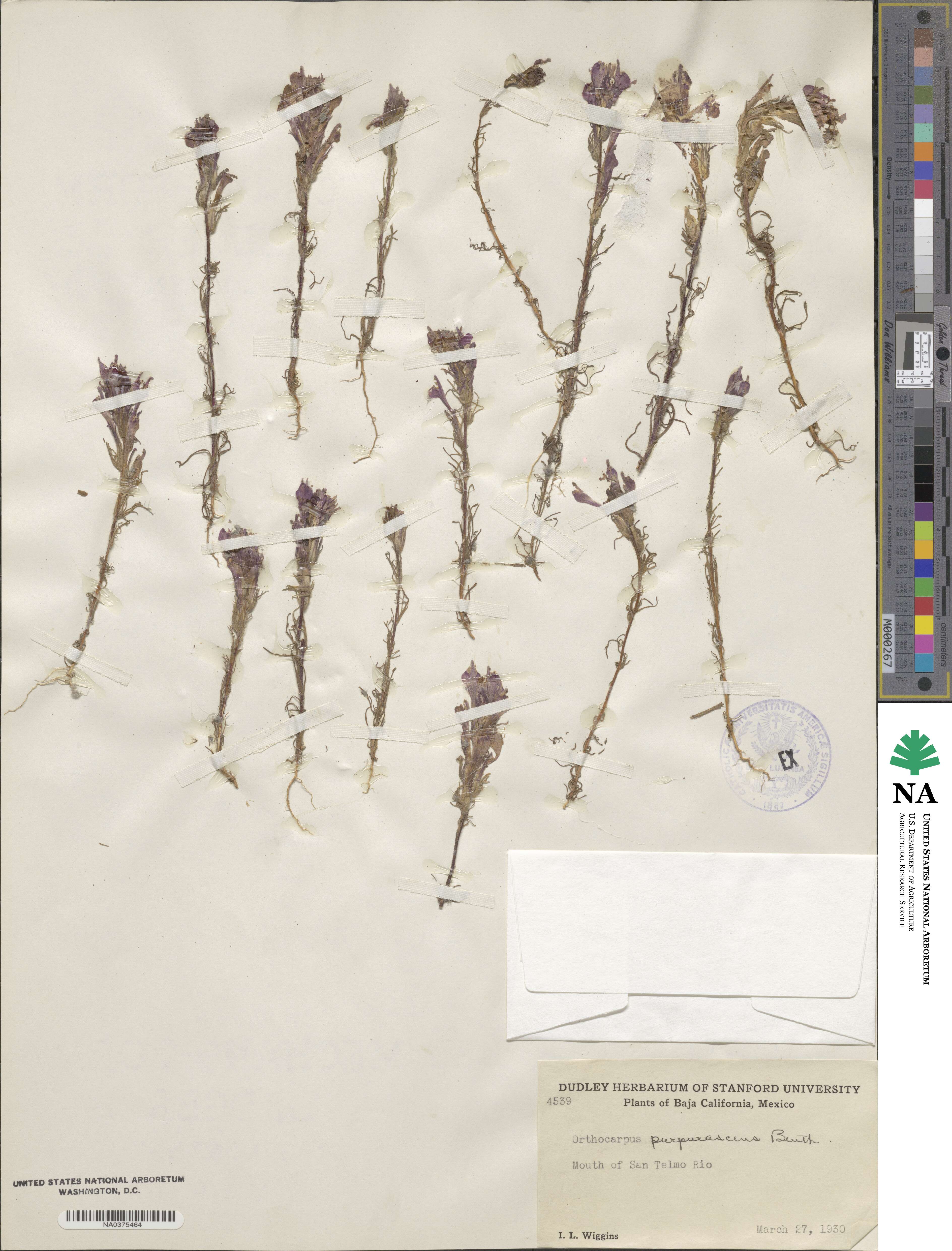 Castilleja exserta image