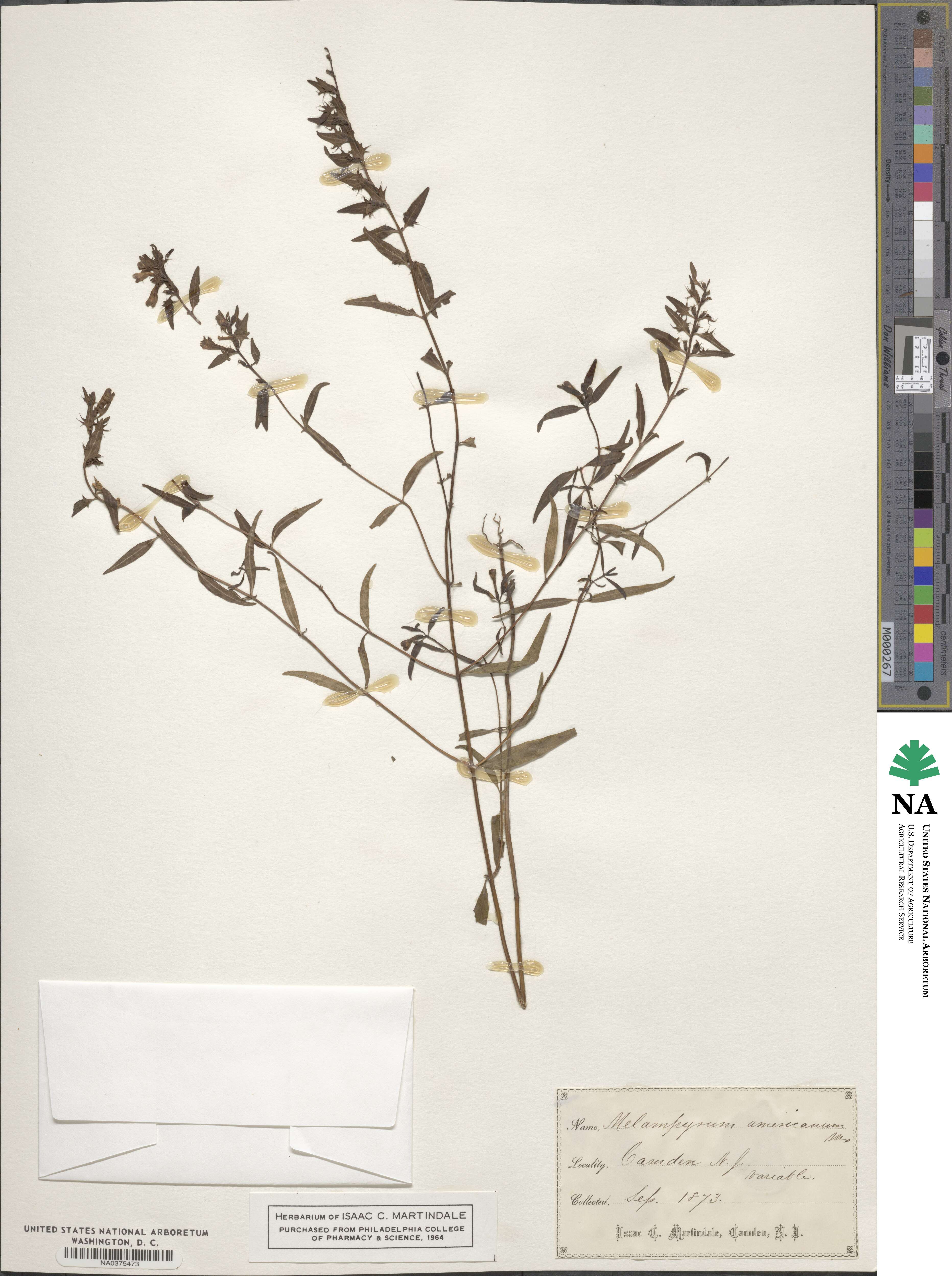 Melampyrum lineare image