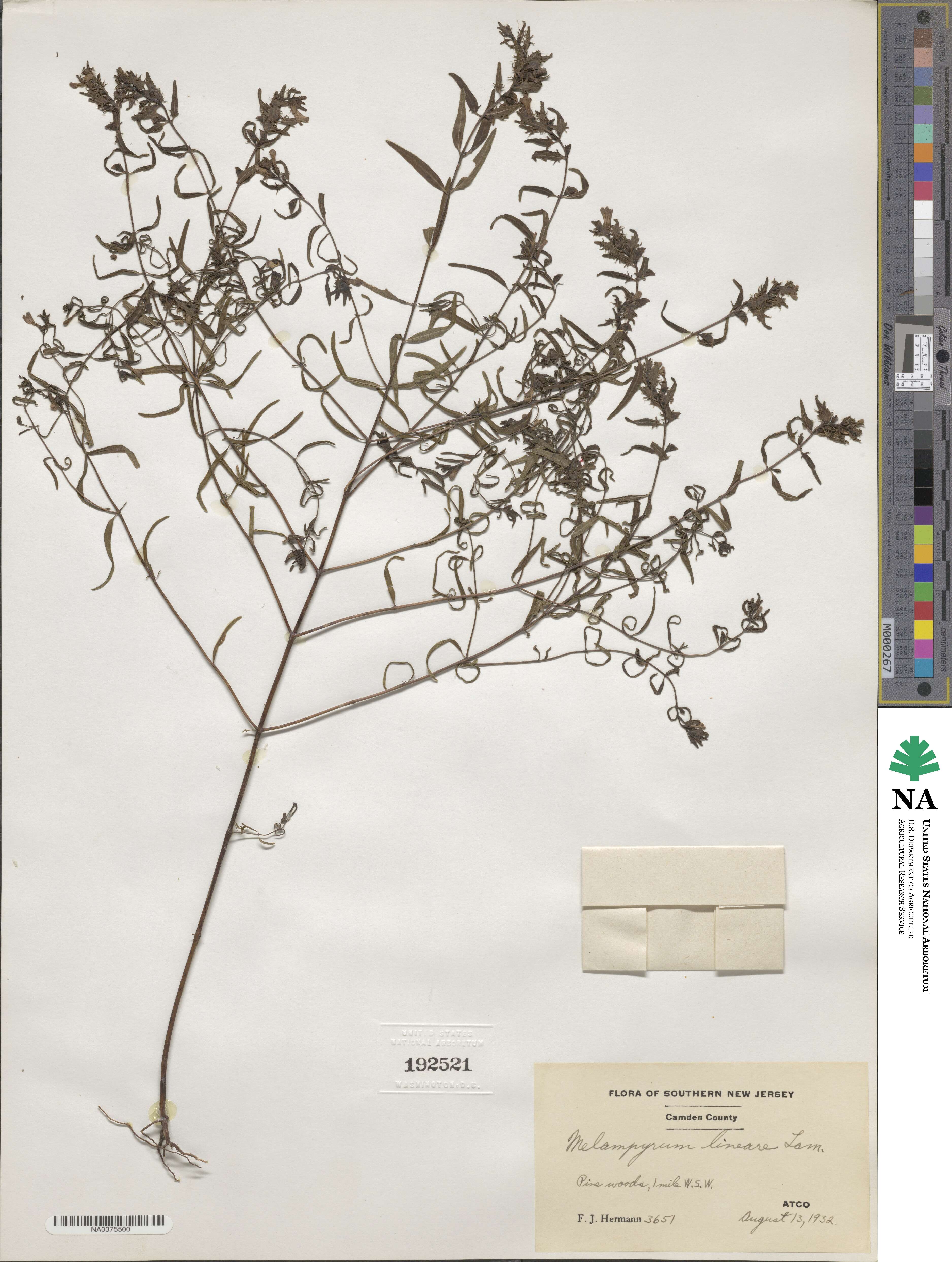 Melampyrum lineare image