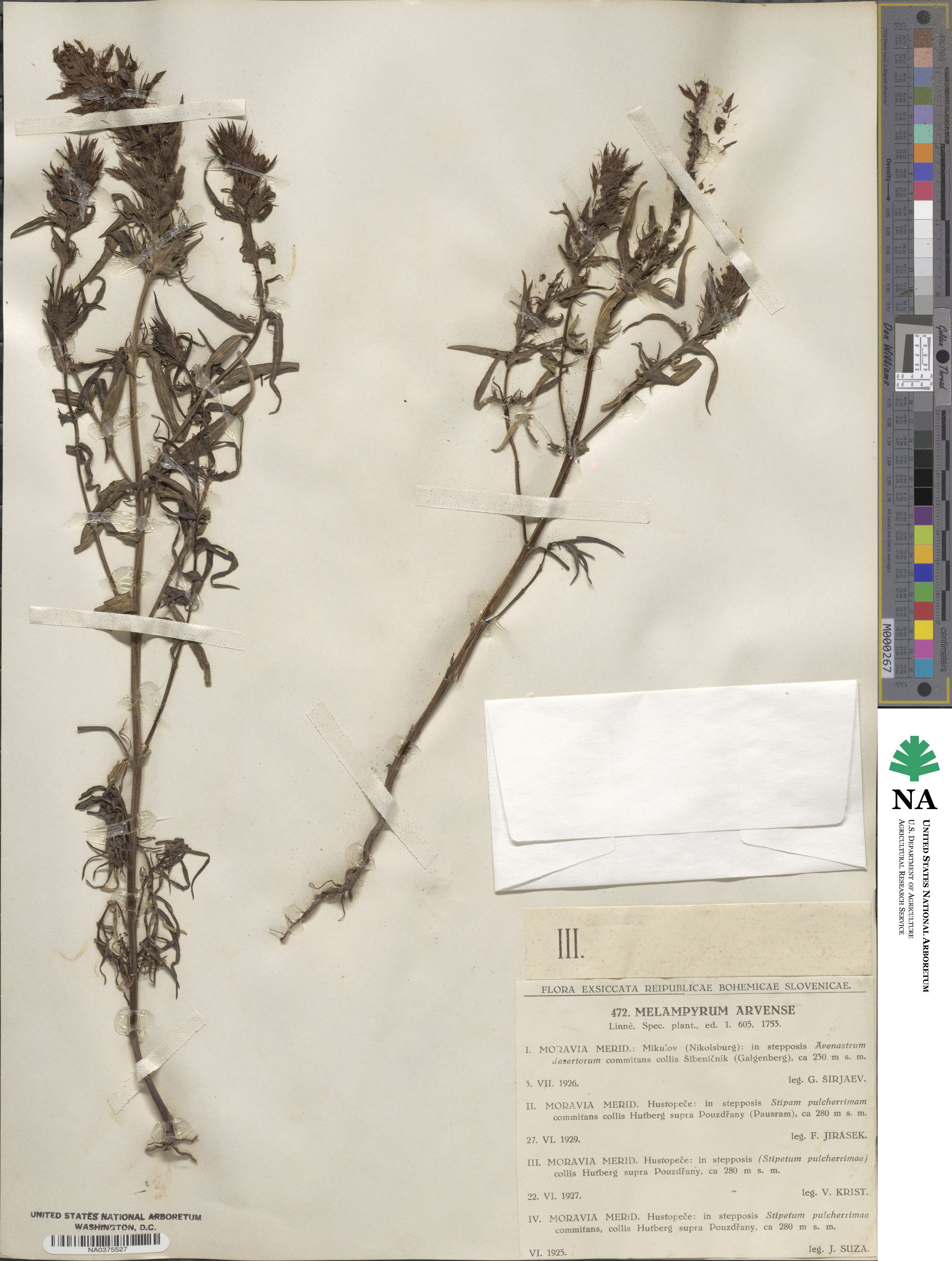 Melampyrum arvense image