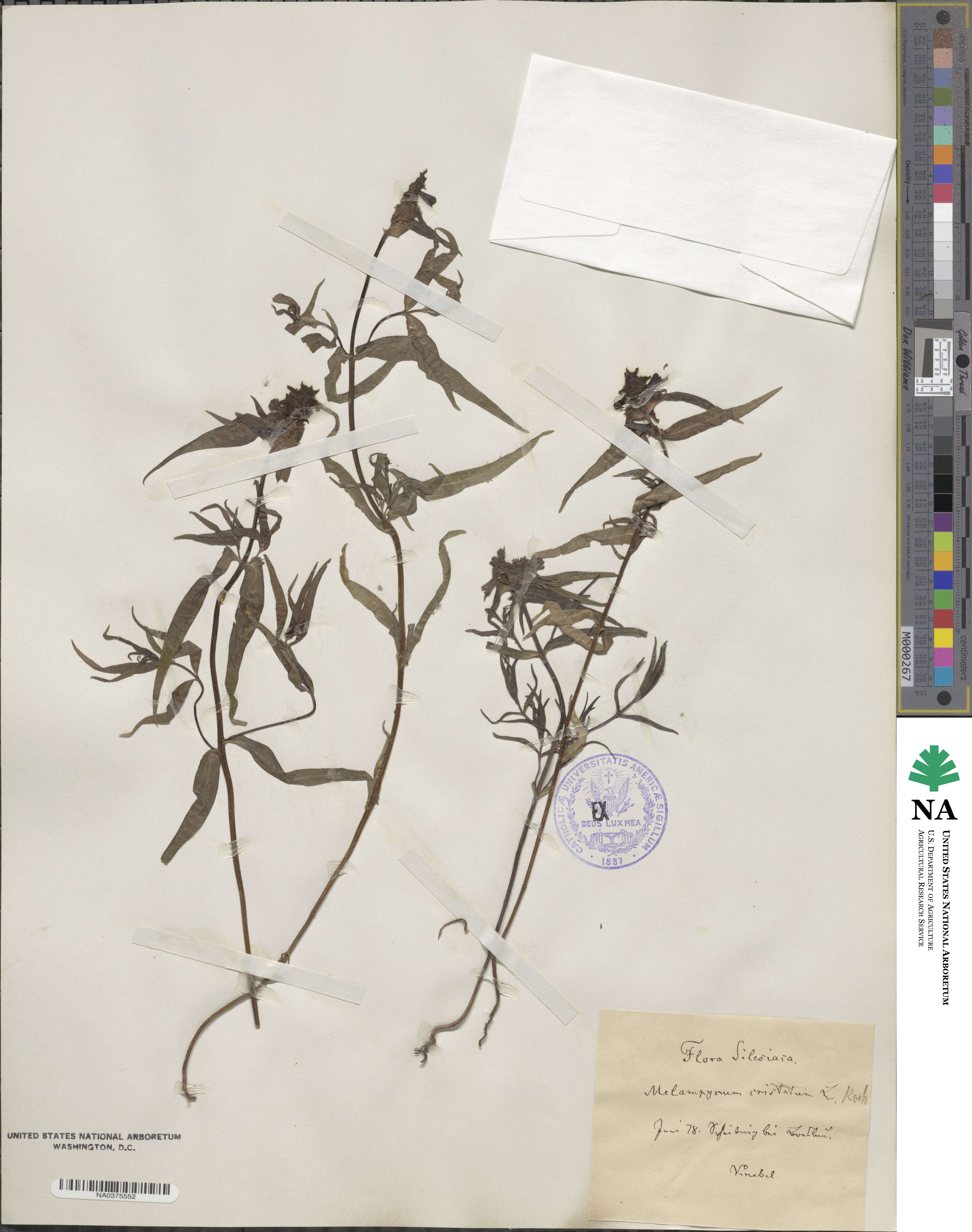 Melampyrum cristatum image