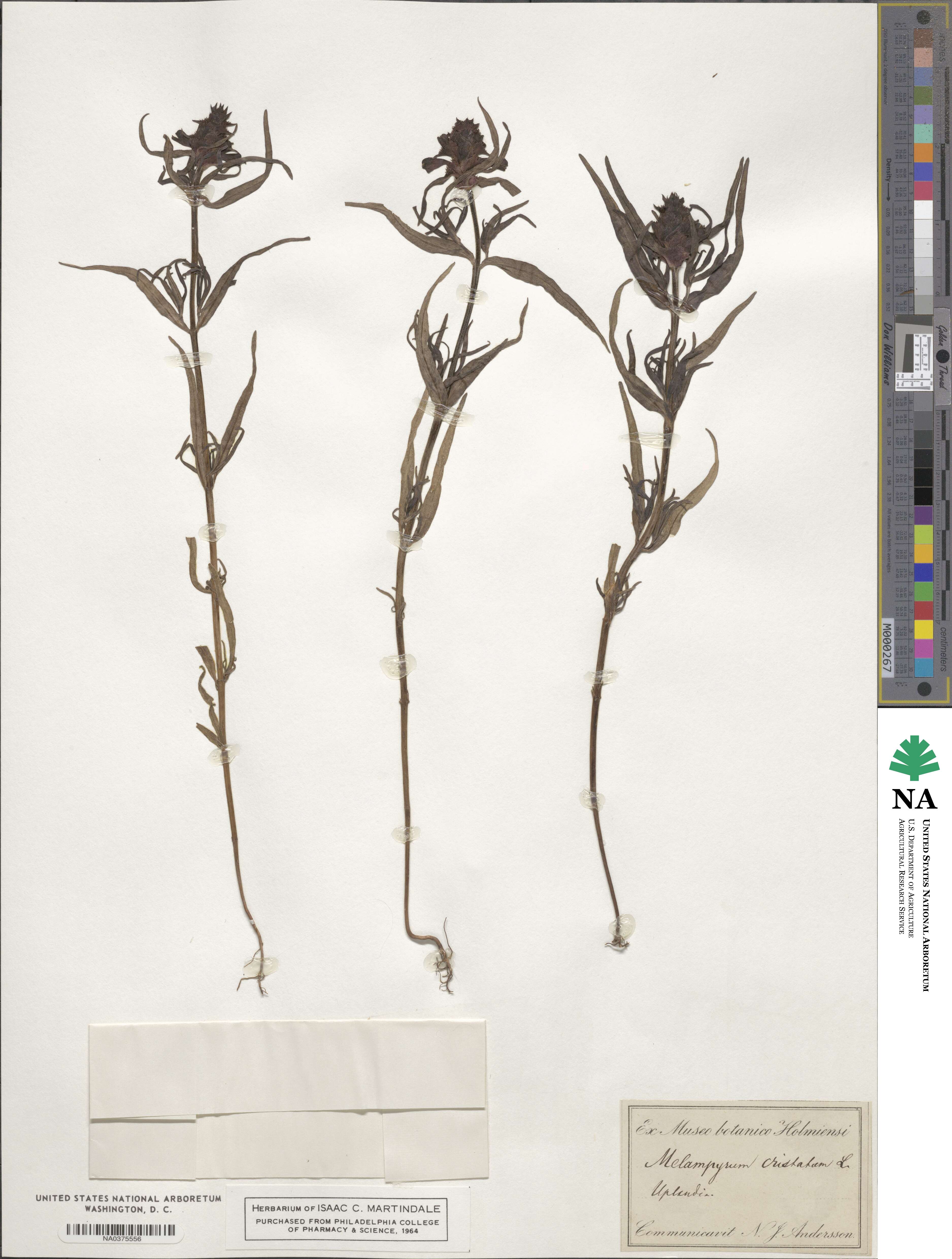 Melampyrum cristatum image