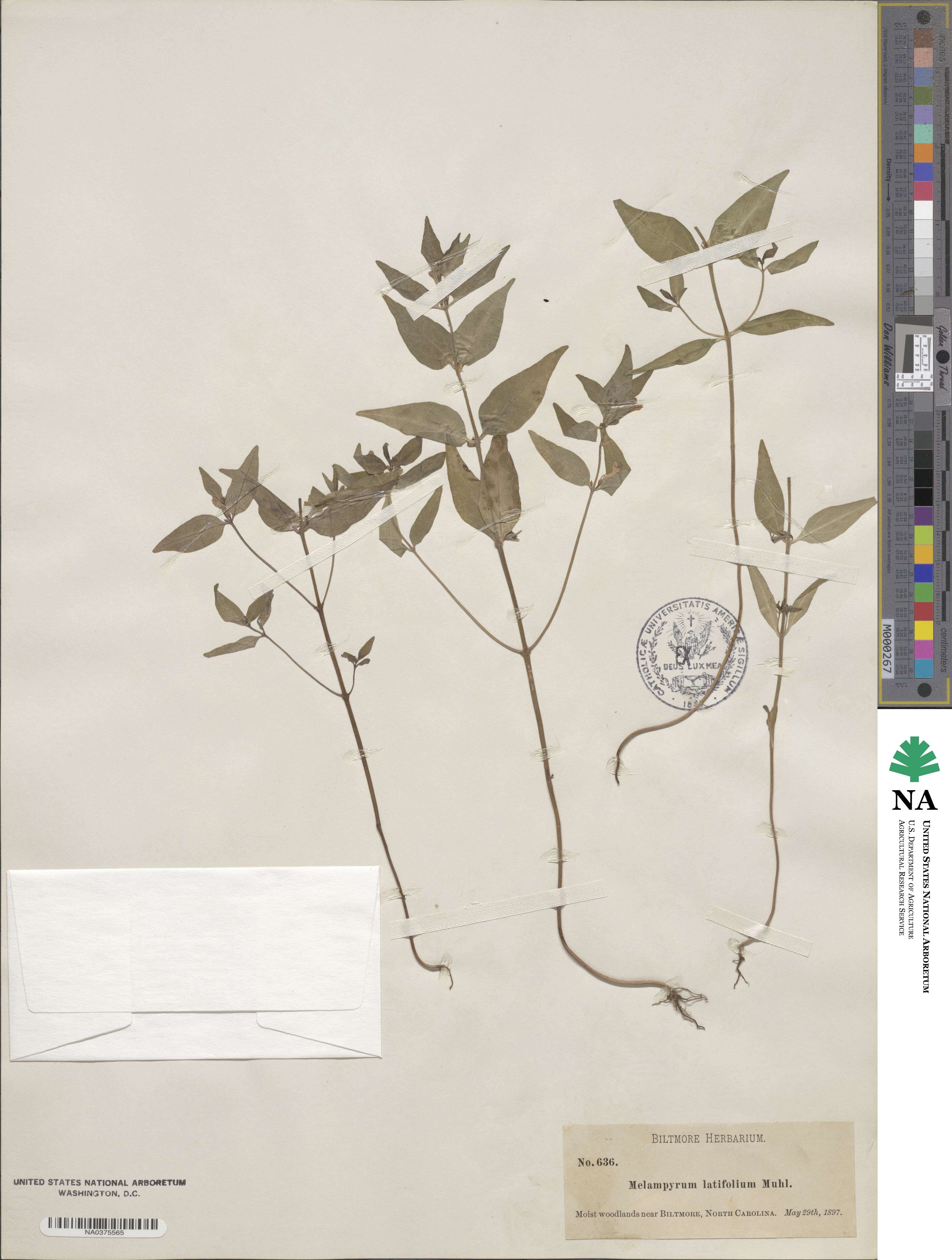 Melampyrum latifolium image