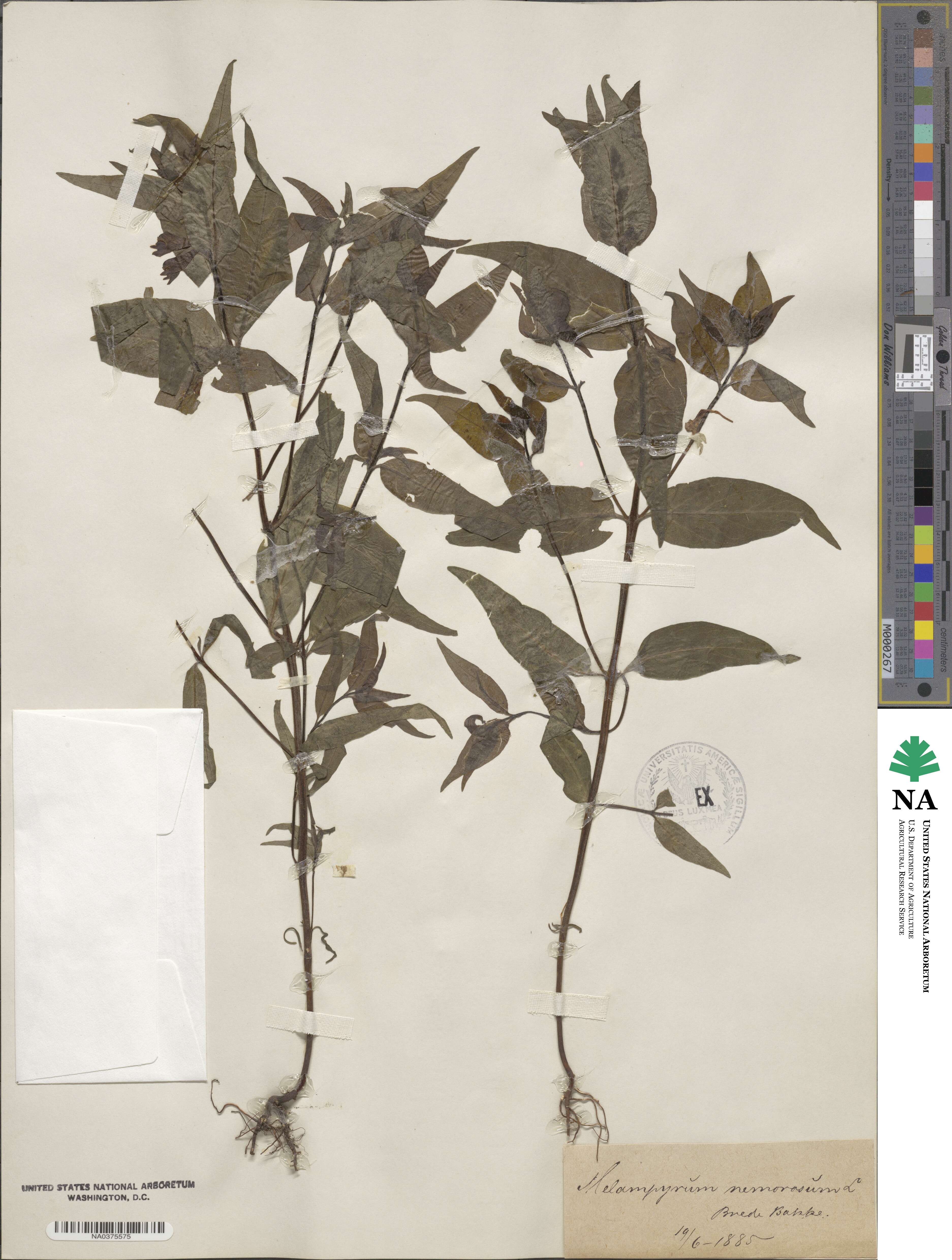 Melampyrum nemorosum image