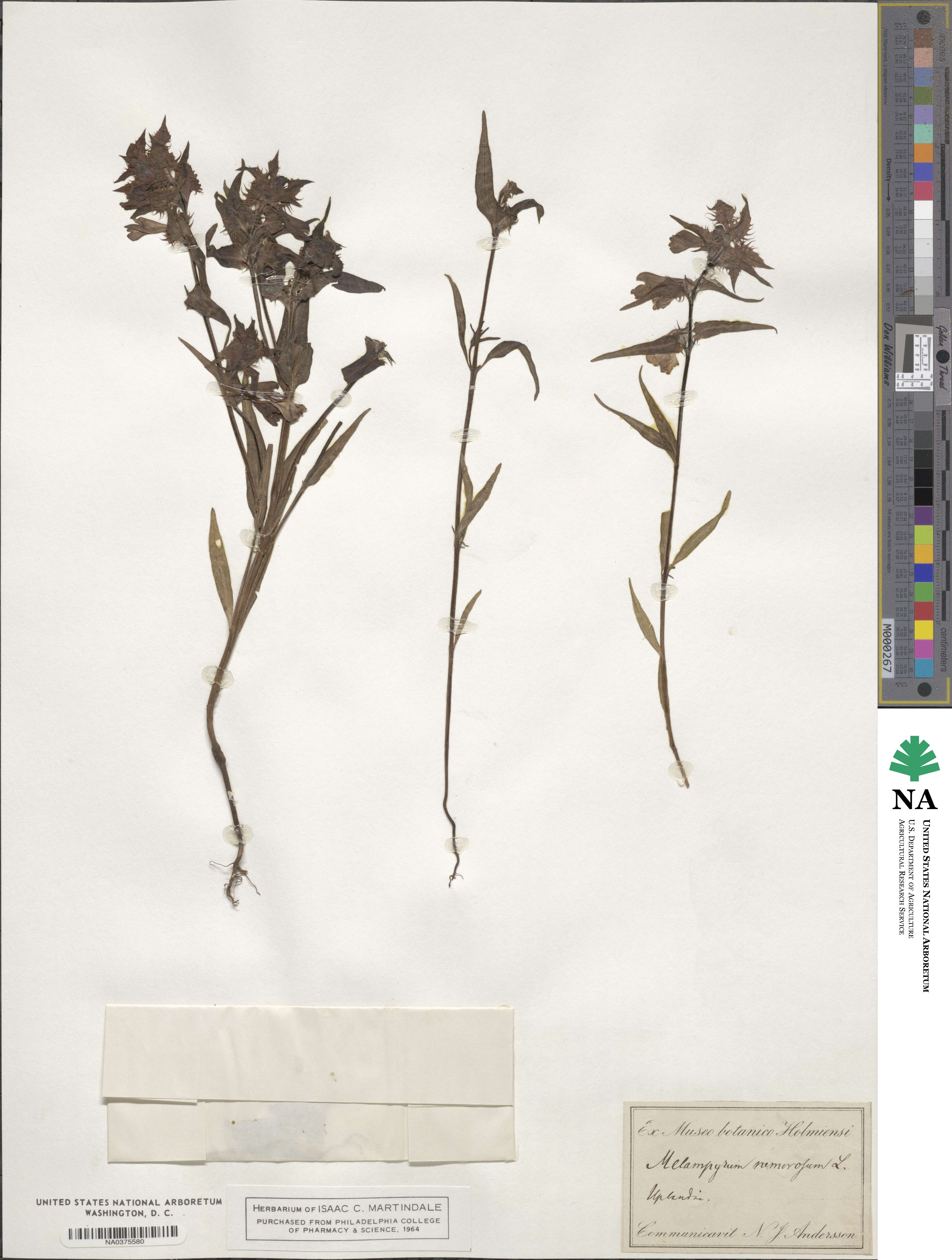 Melampyrum nemorosum image