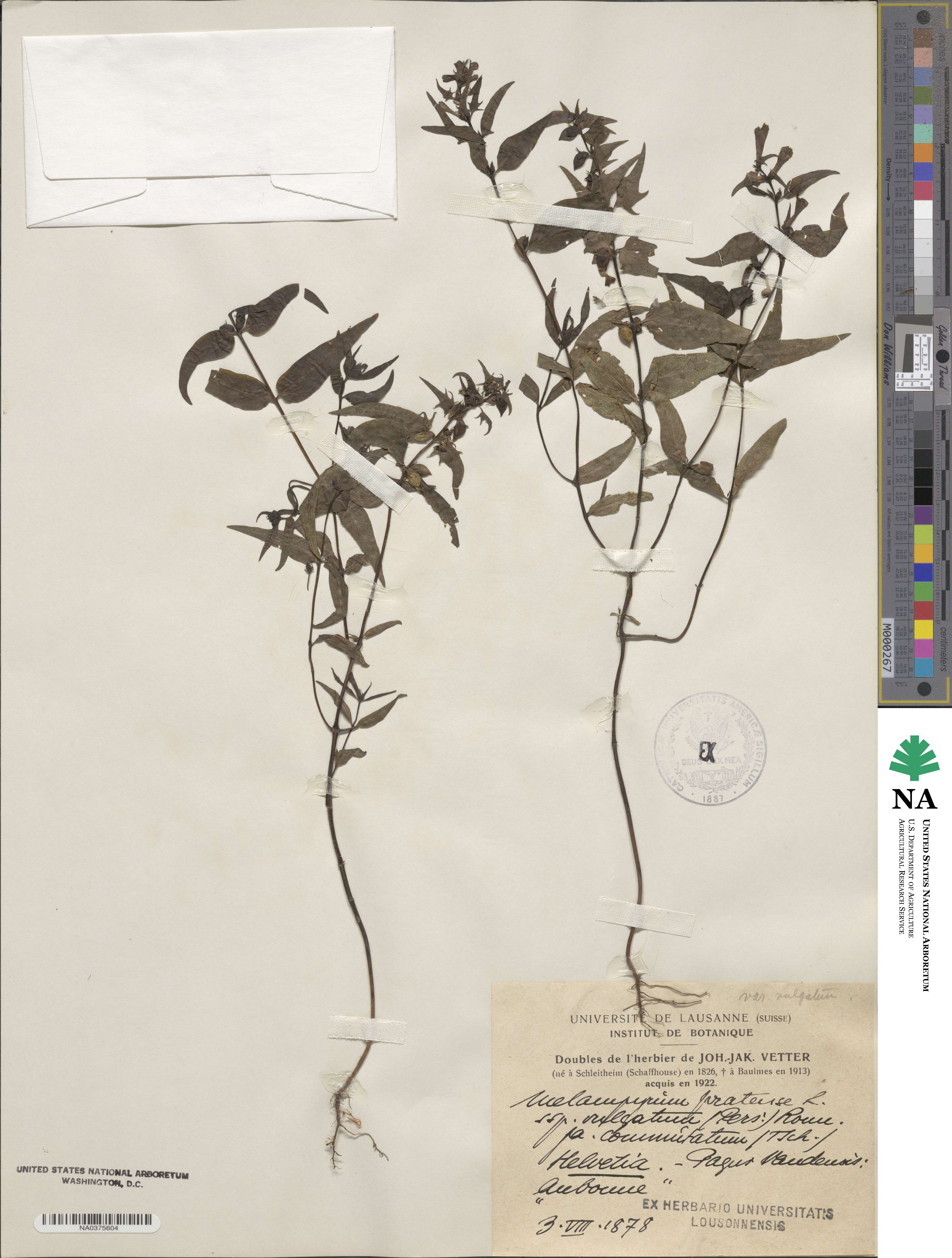 Melampyrum pratense image