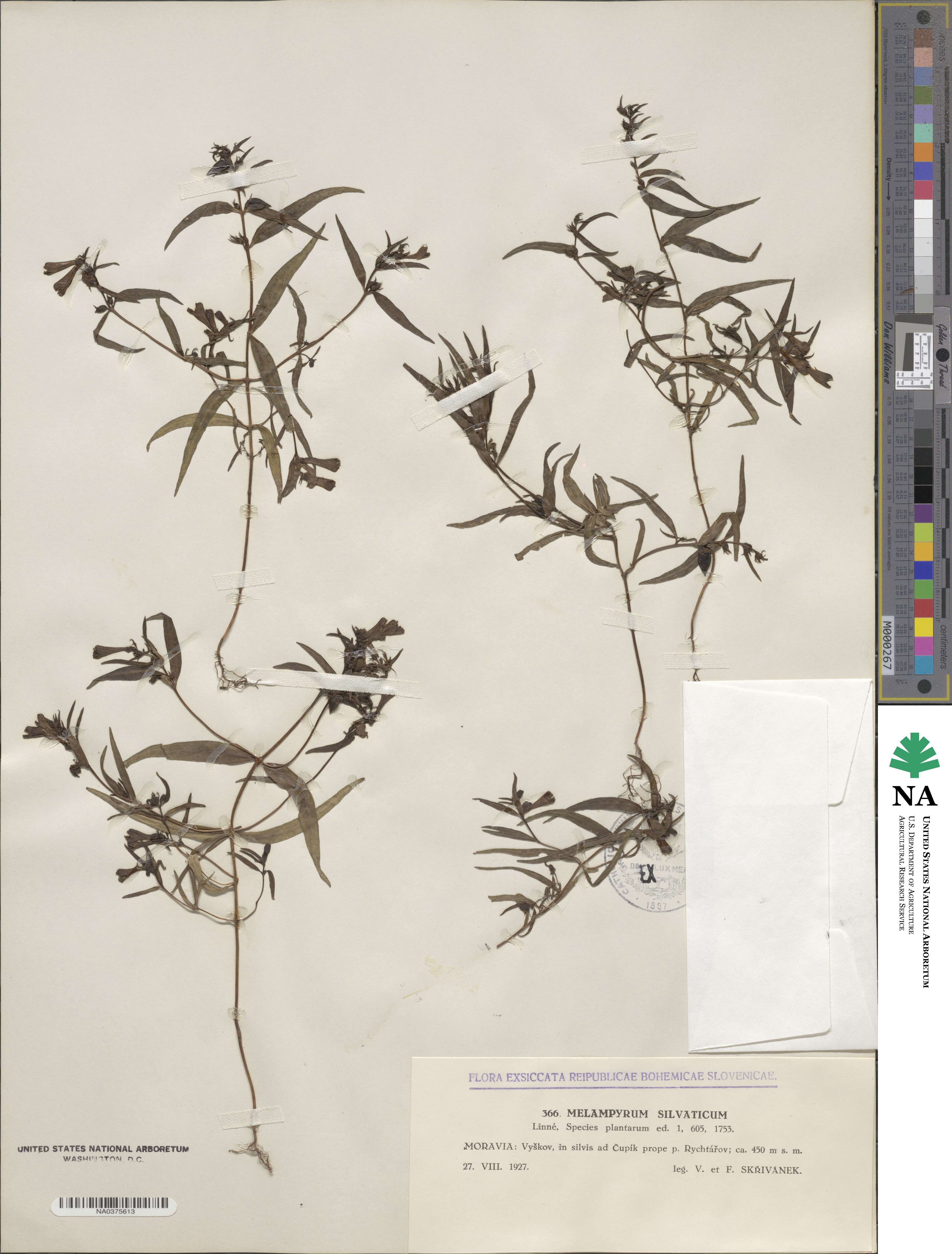 Melampyrum sylvaticum image
