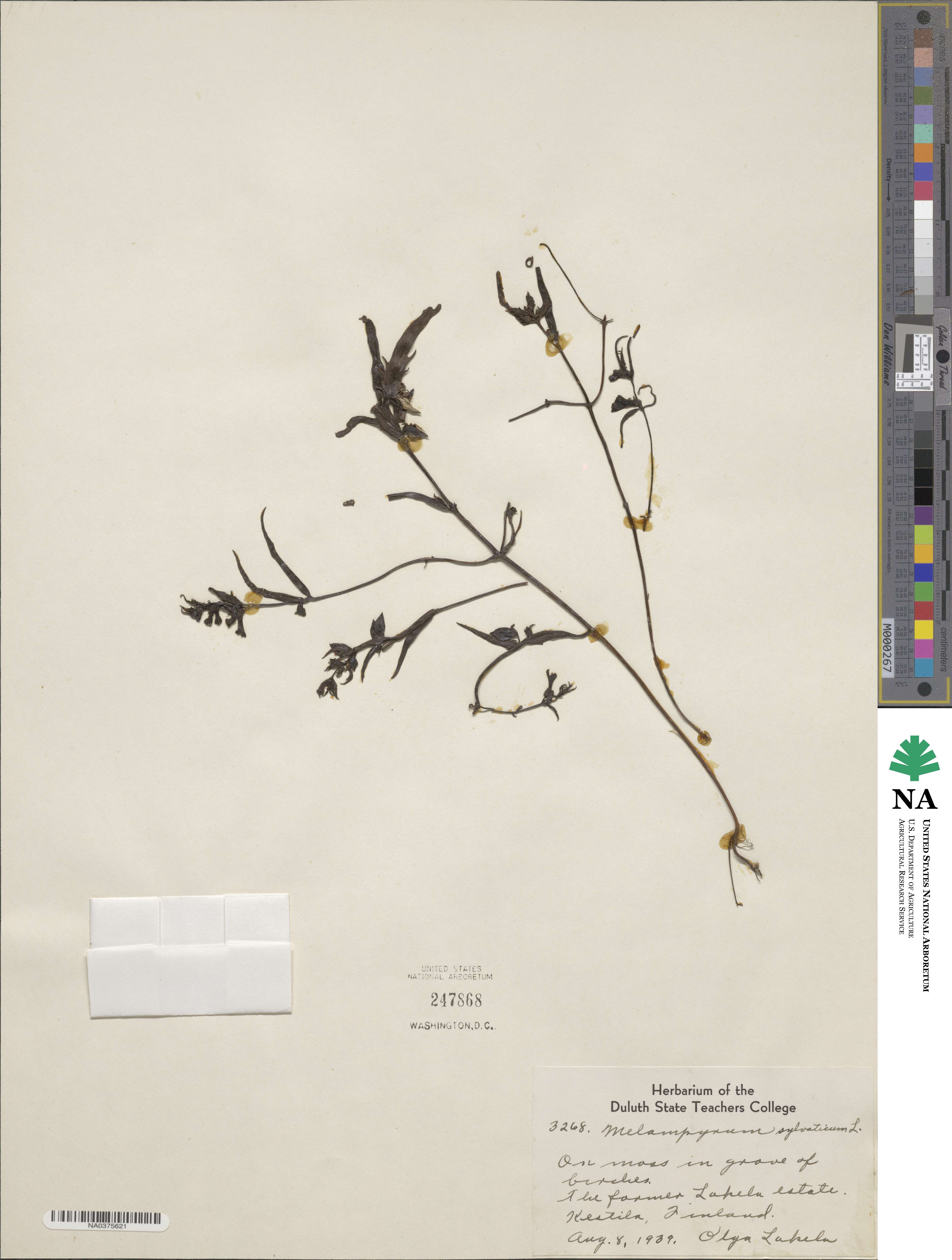 Melampyrum sylvaticum image