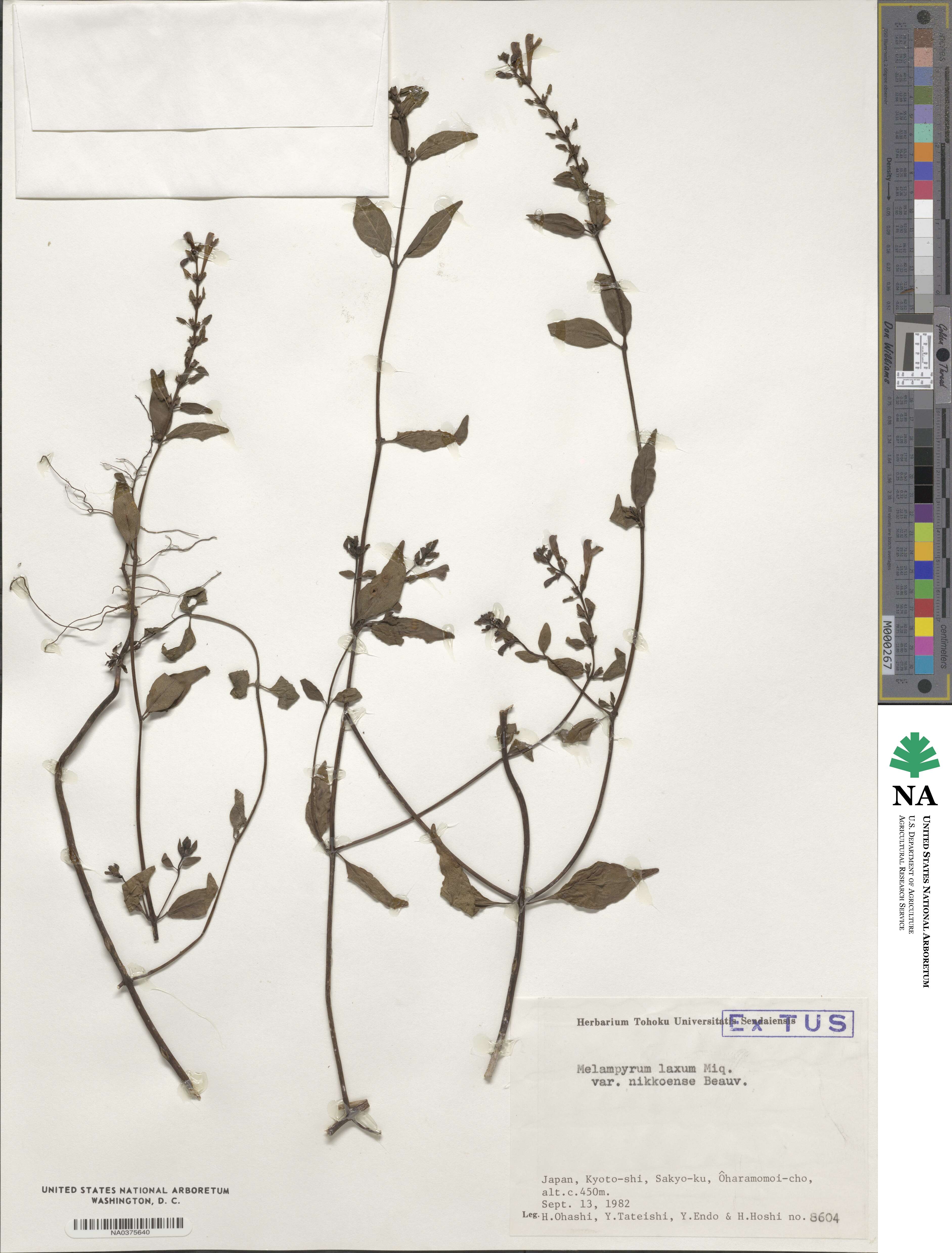 Melampyrum laxum var. nikkoense image