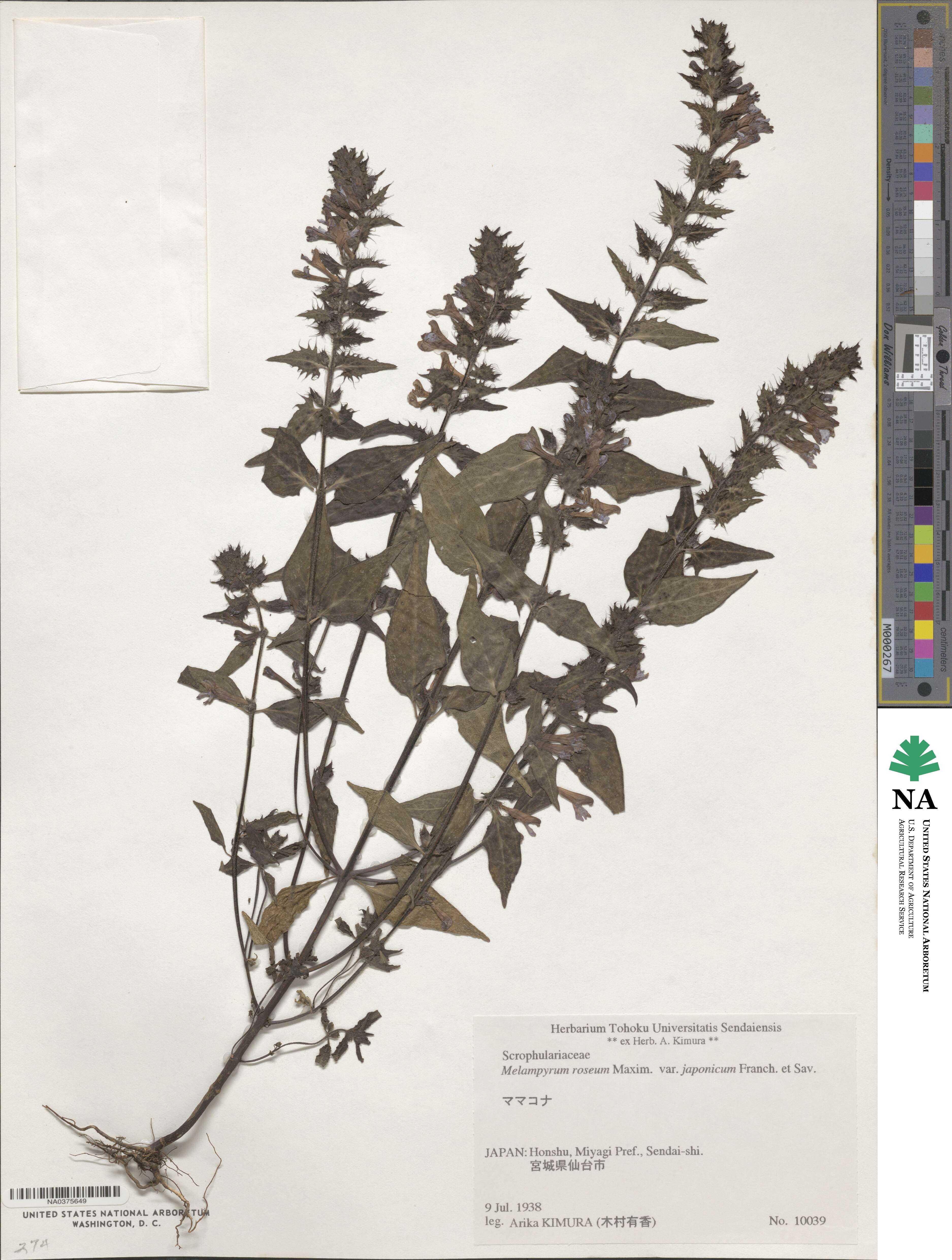 Melampyrum roseum var. japonicum image