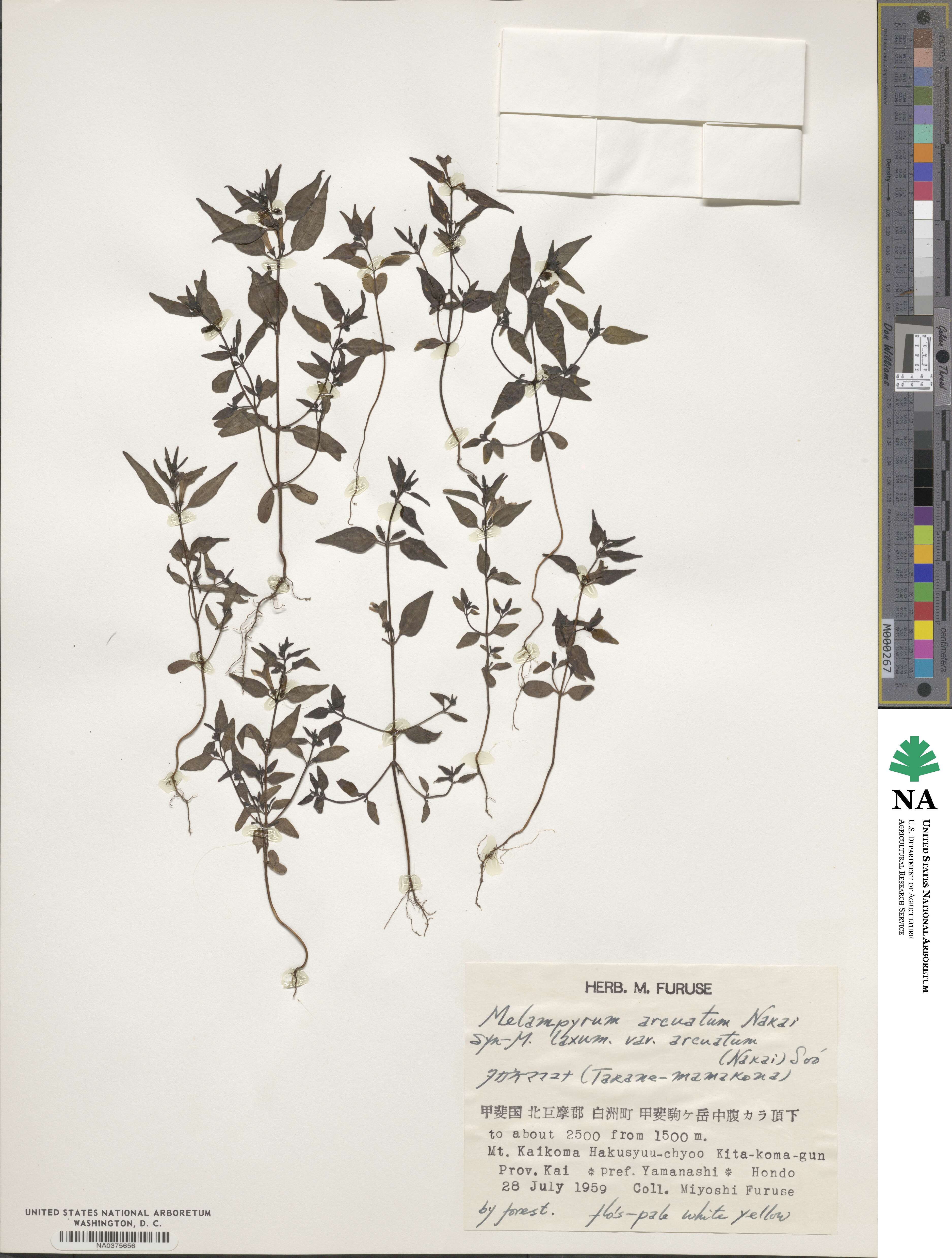 Melampyrum laxum var. arcuatum image