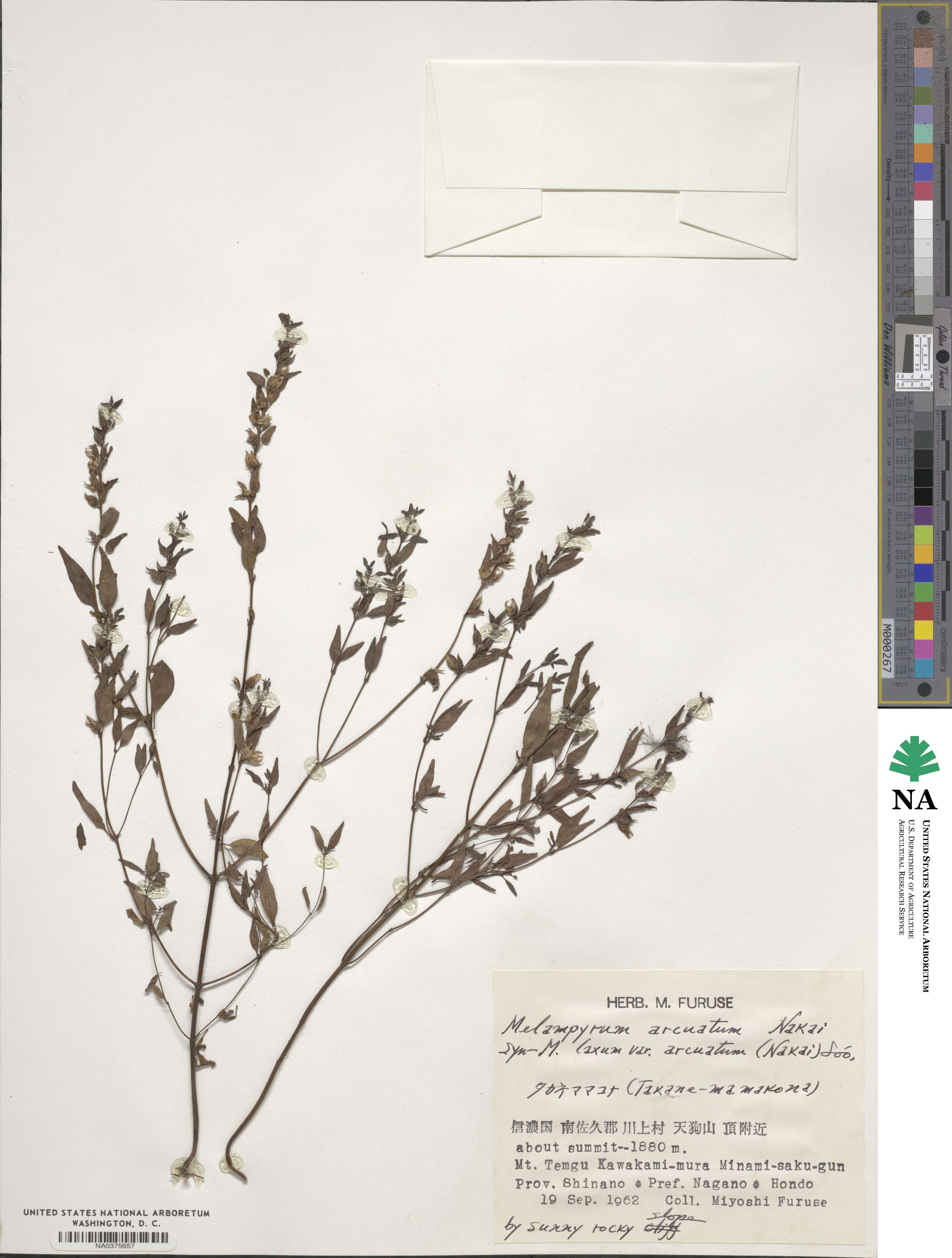 Melampyrum laxum var. arcuatum image