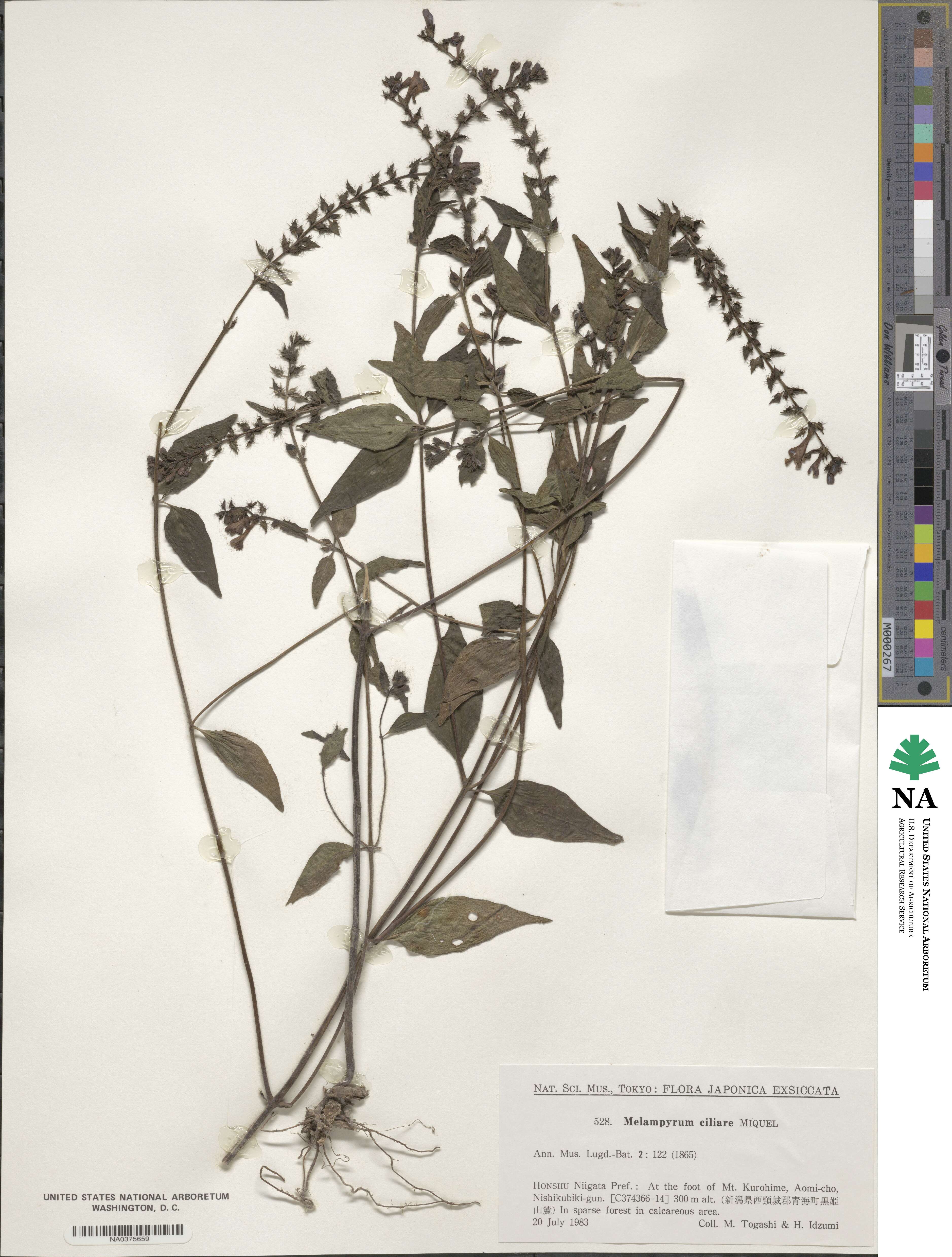 Melampyrum roseum image