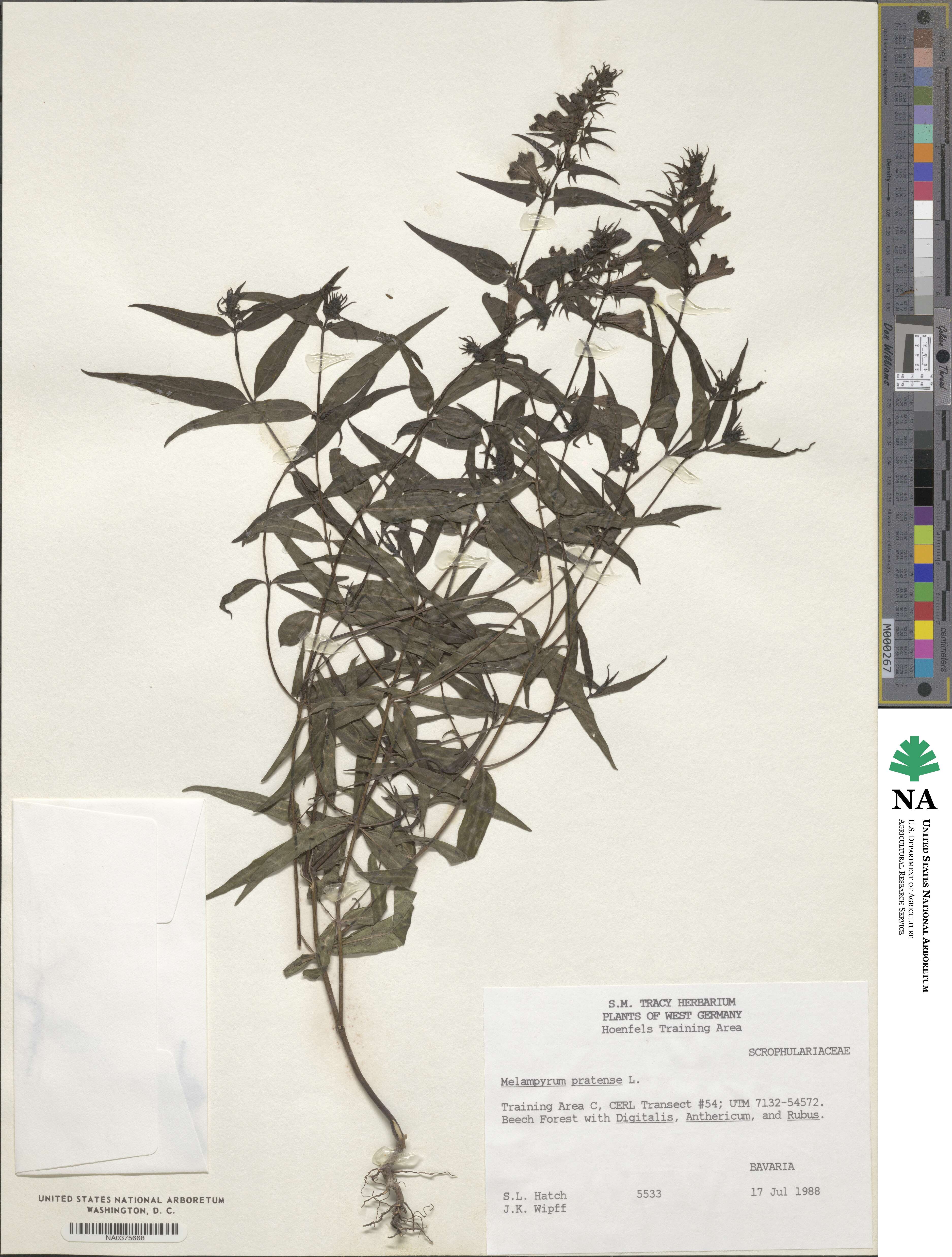 Melampyrum pratense image