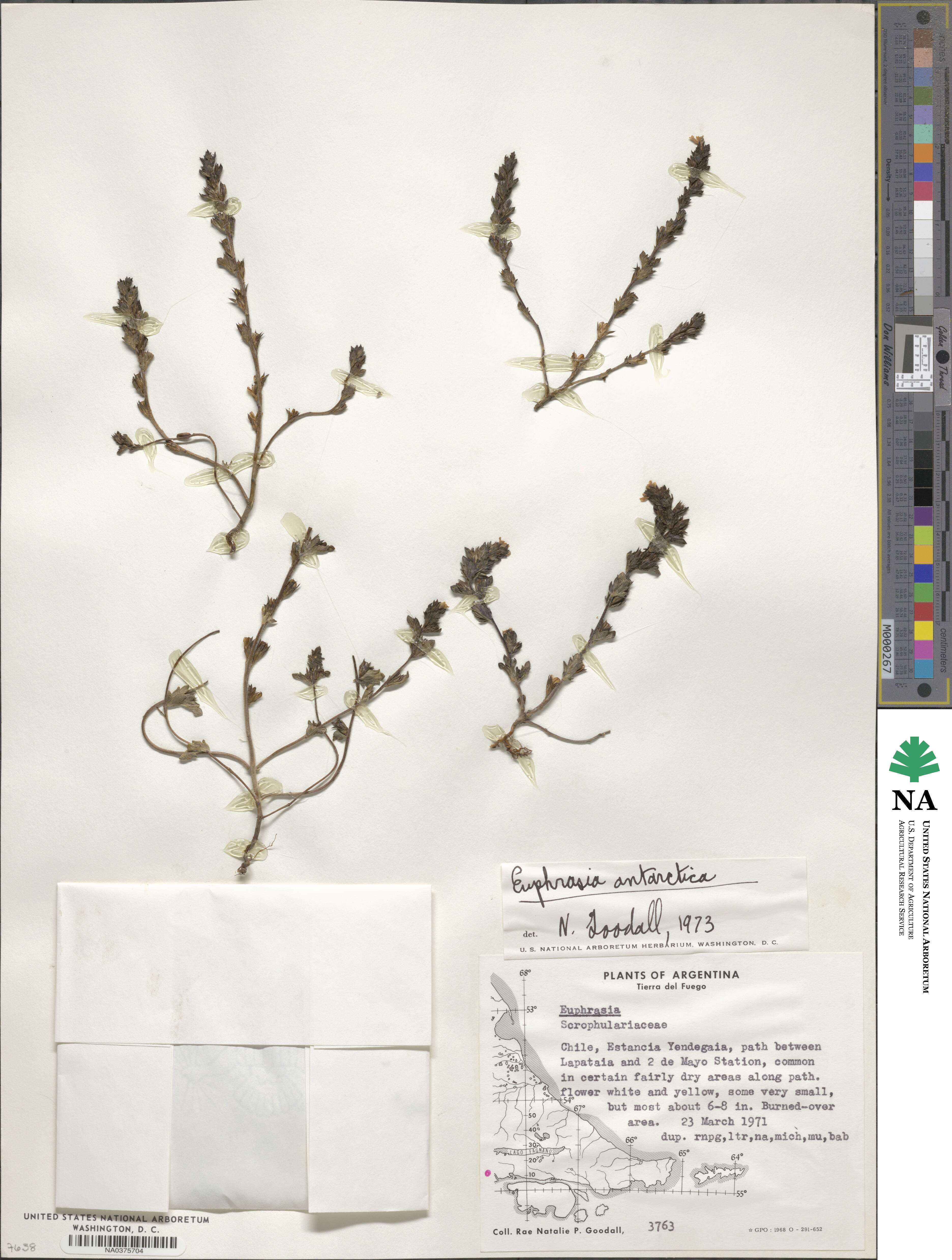 Euphrasia antarctica image