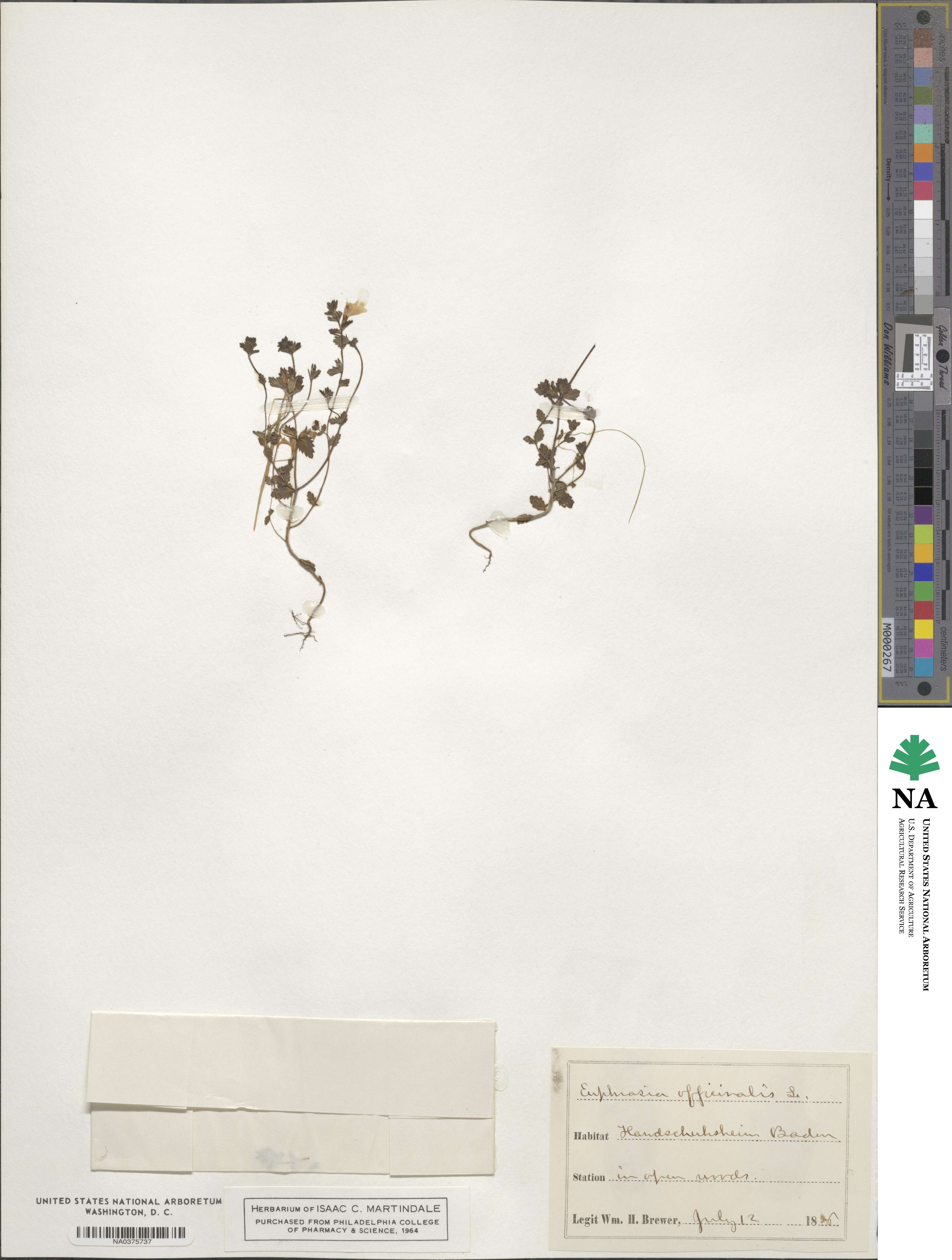 Euphrasia officinalis image