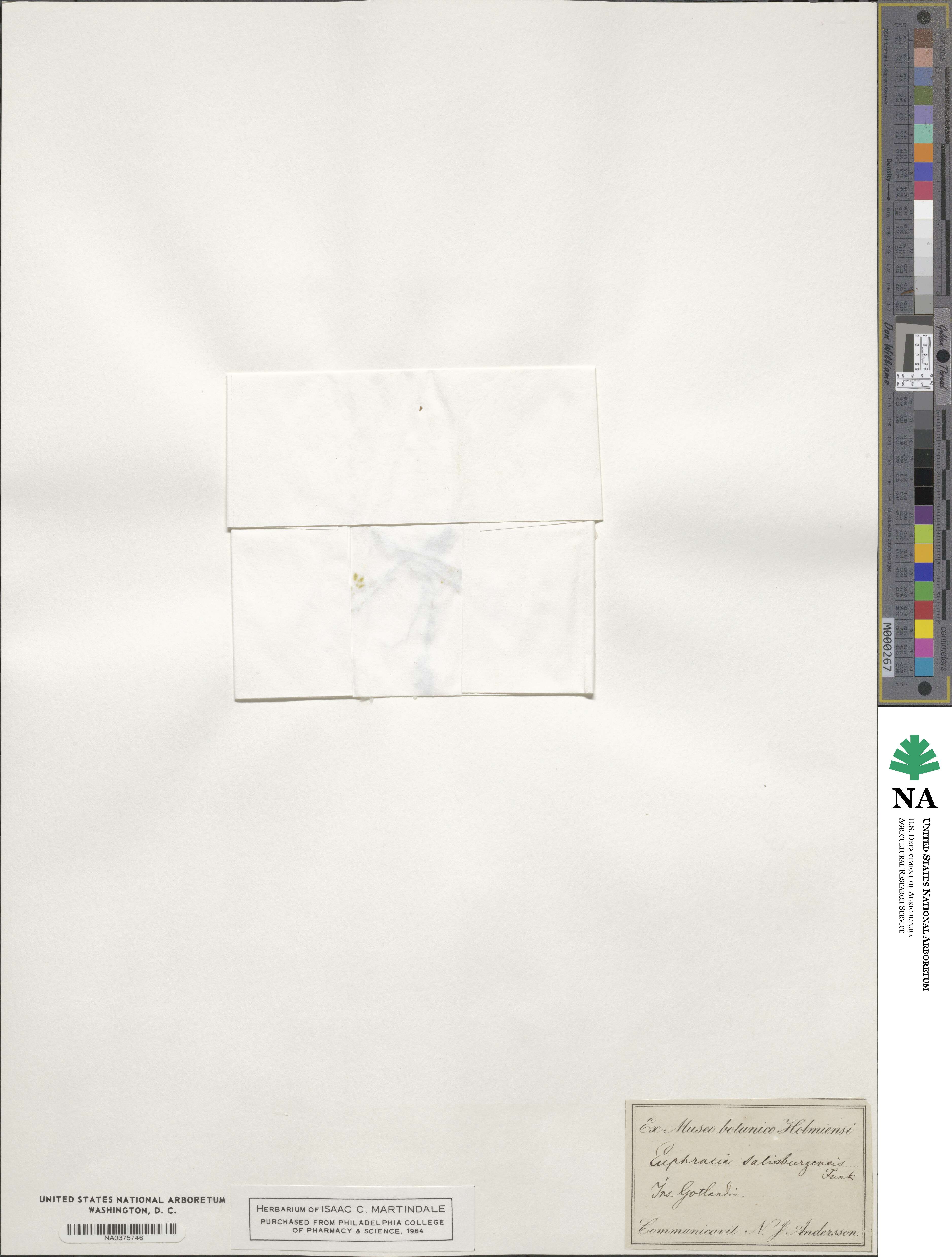 Euphrasia salisburgensis image