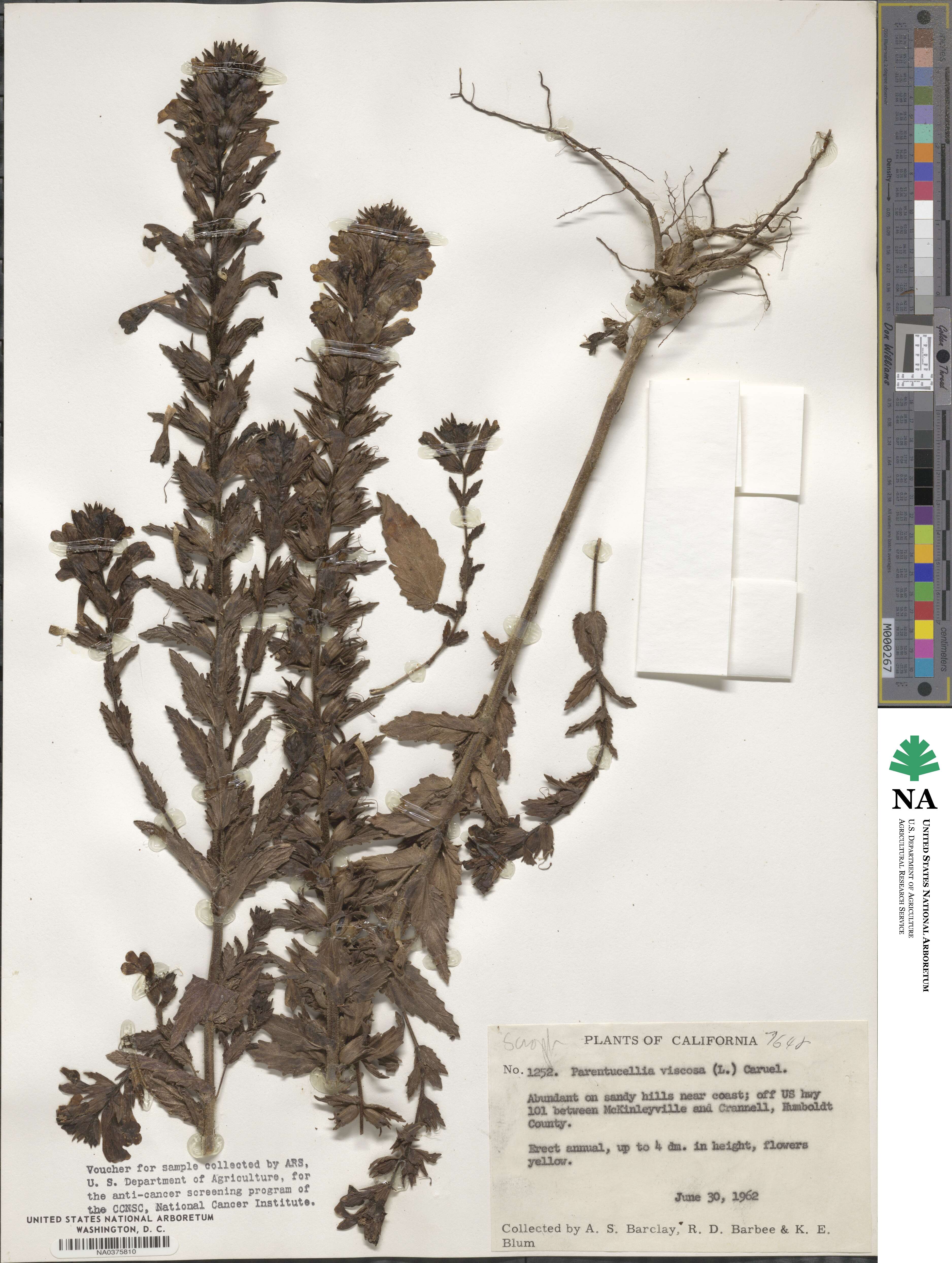 Bellardia viscosa image