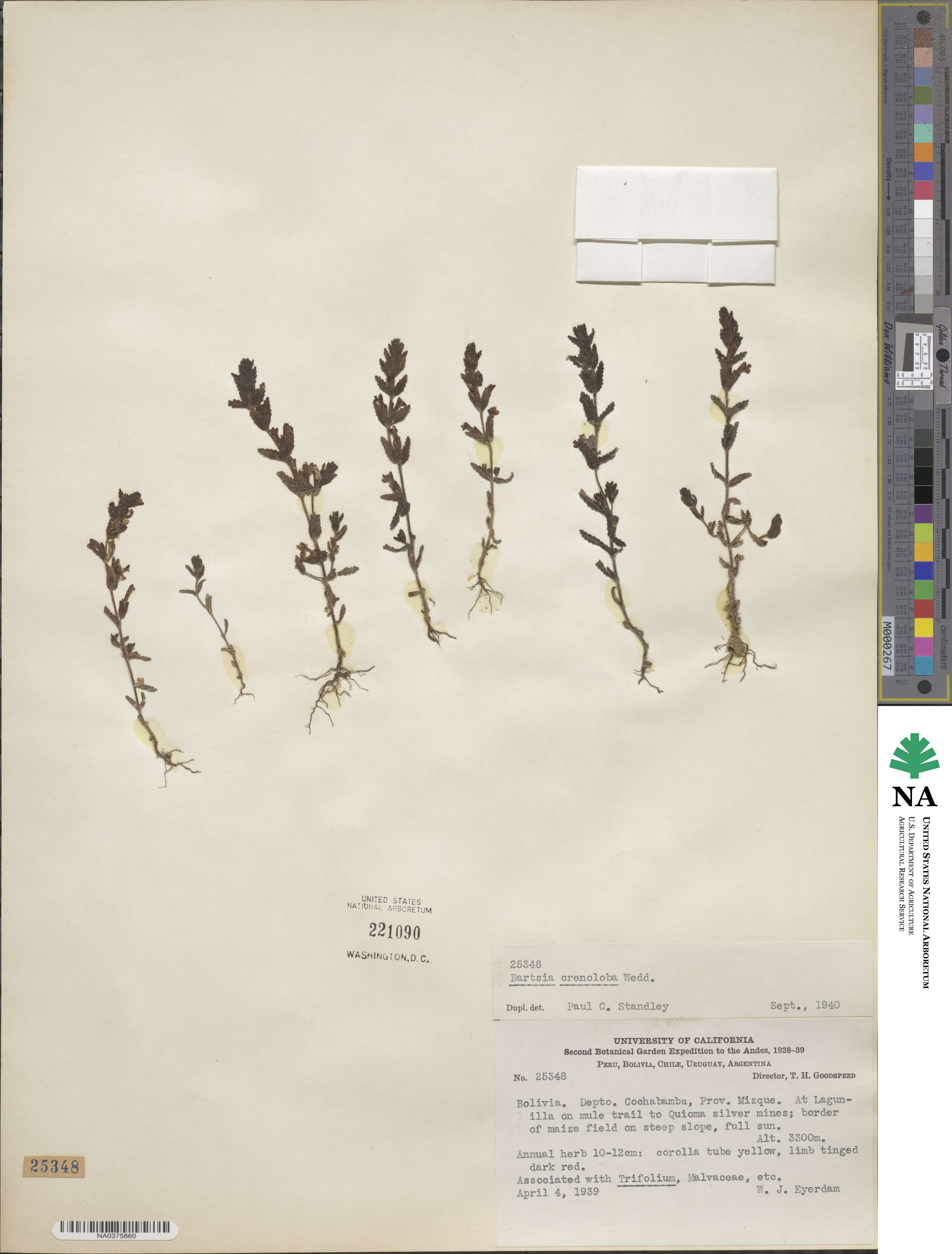 Neobartsia crenoloba image