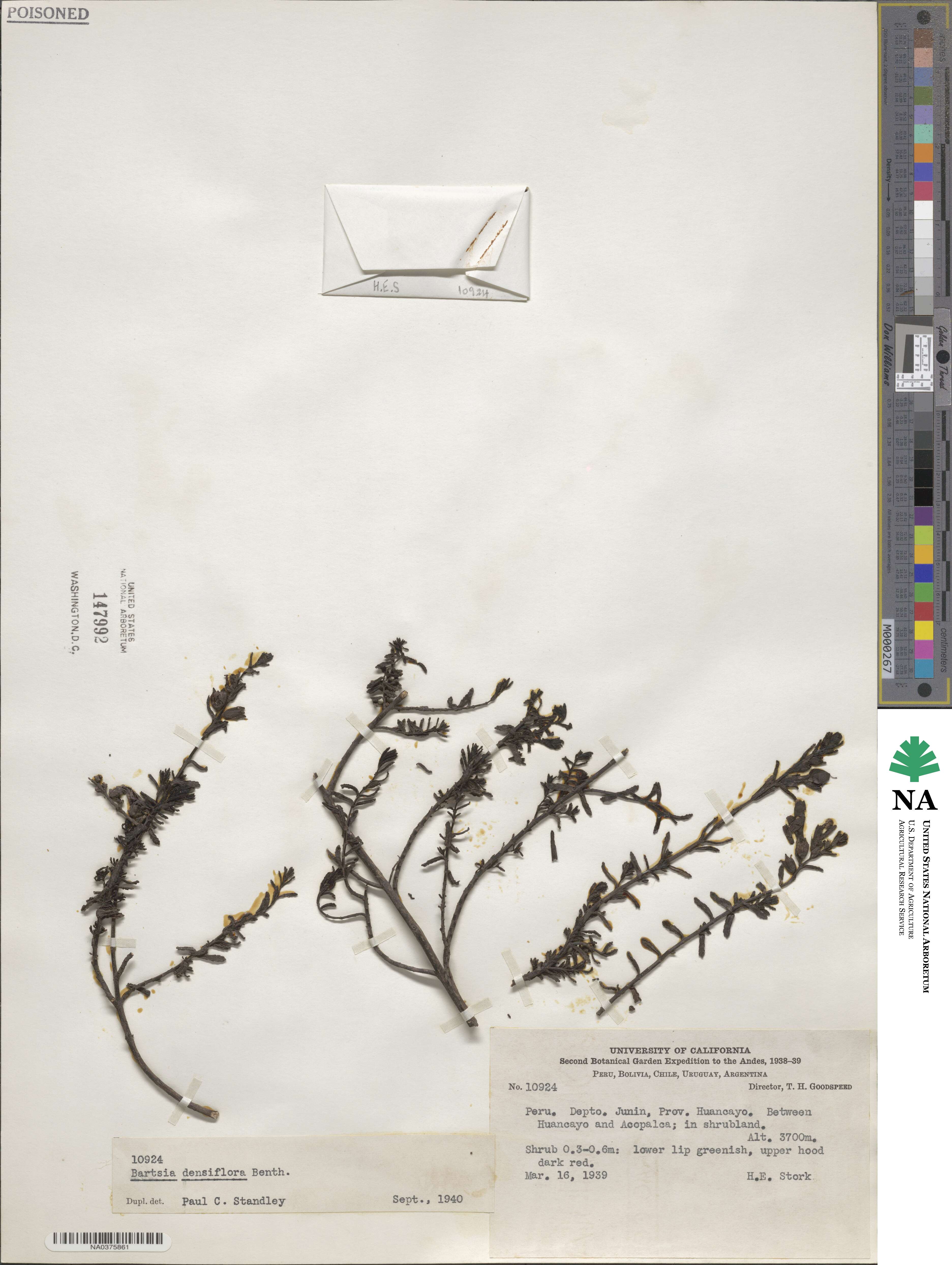 Neobartsia bartsioides image