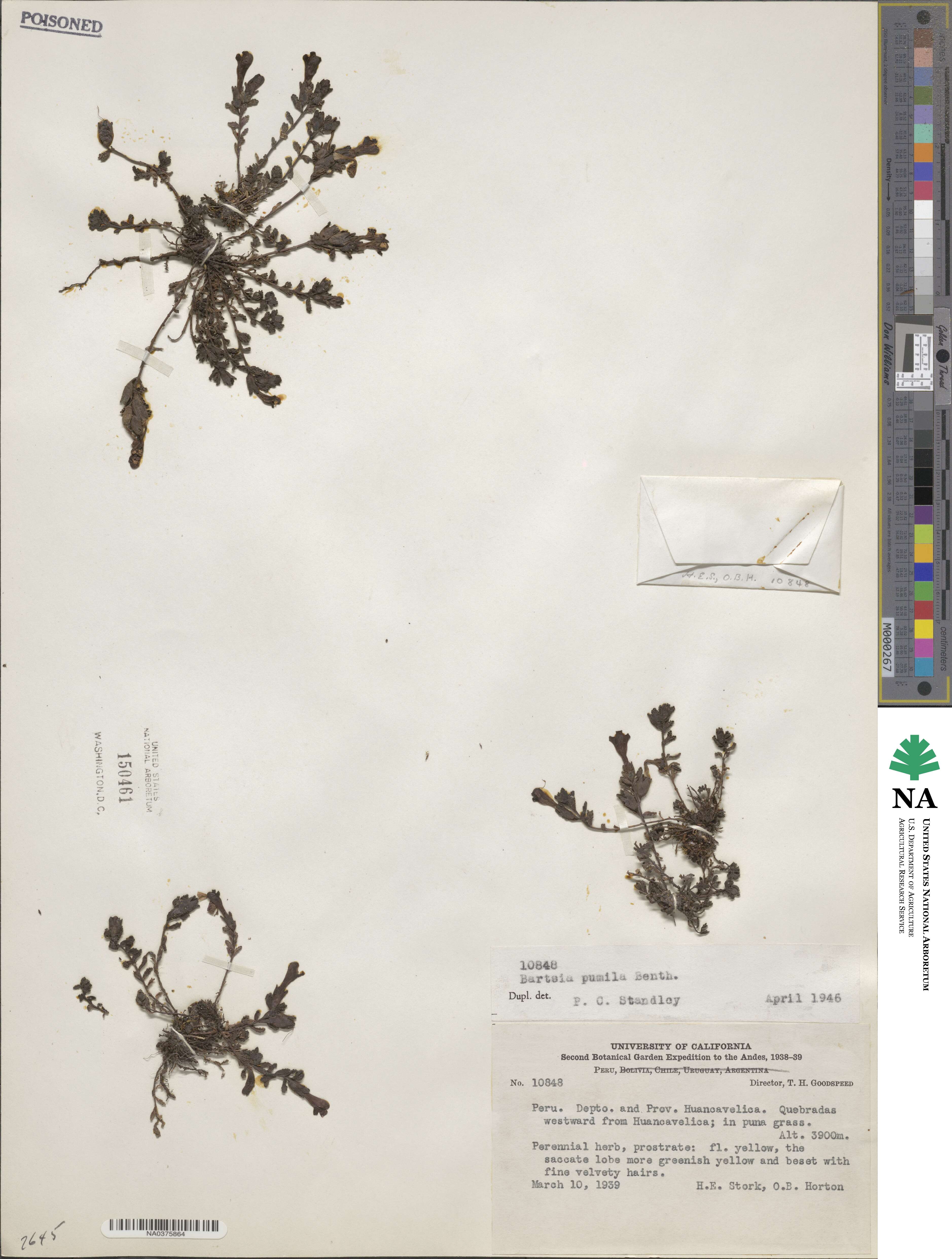 Neobartsia pumila image