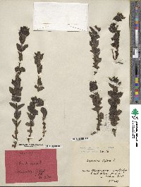 Bartsia alpina image