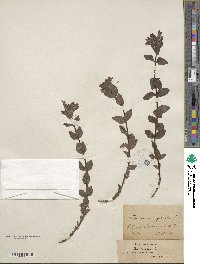 Bartsia alpina image