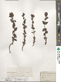 Bartsia alpina image