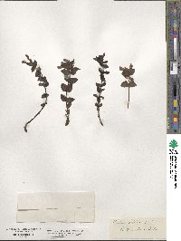 Bartsia alpina image