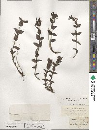 Bartsia alpina image