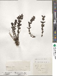 Bartsia alpina image