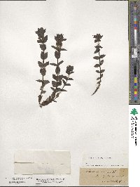 Bartsia alpina image