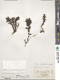 Bartsia alpina image