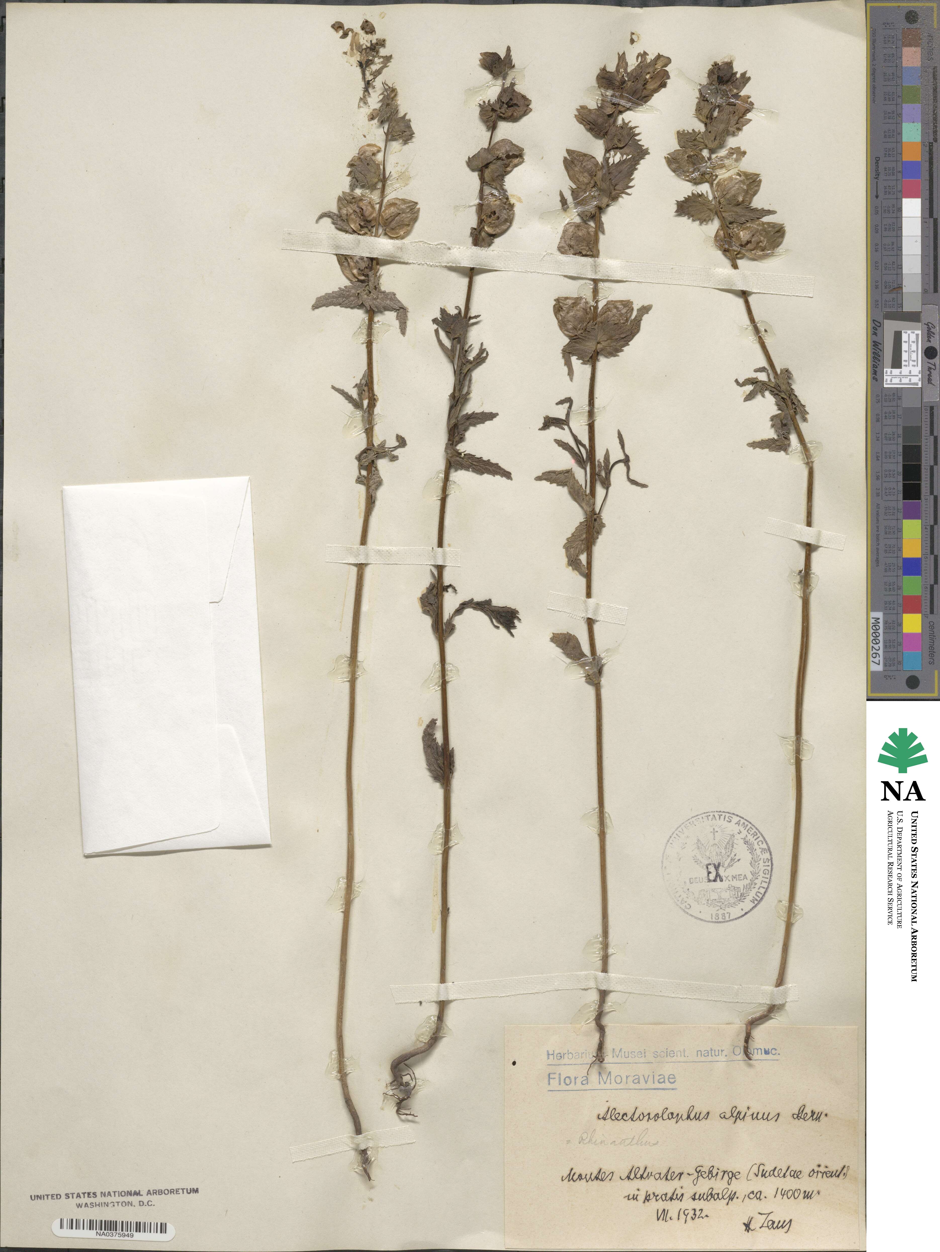 Rhinanthus alpinus image
