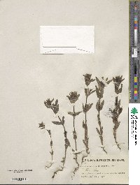 Image of Rhinanthus borbasii