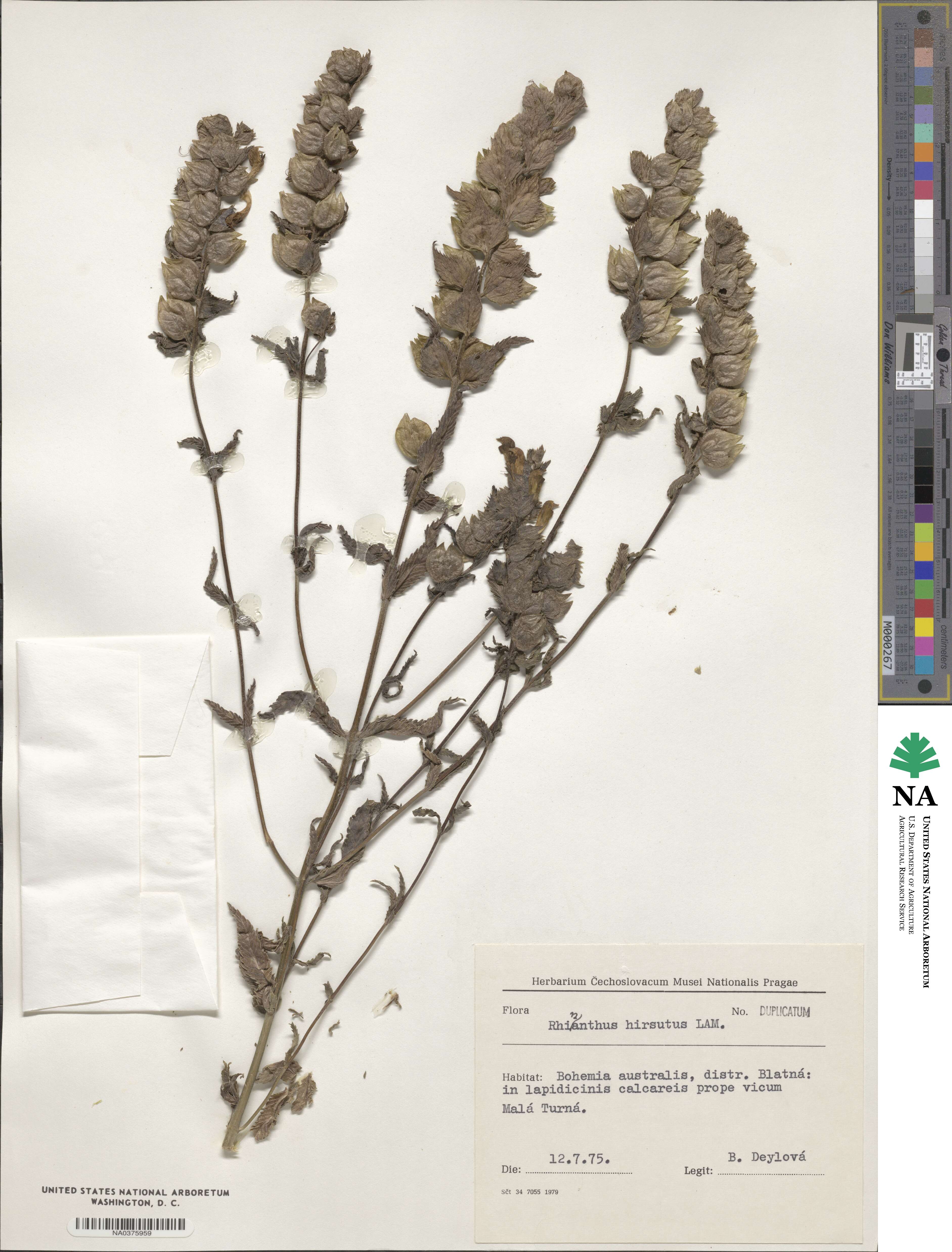 Rhinanthus alectorolophus image