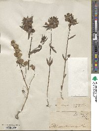 Image of Rhinanthus major