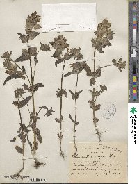 Rhinanthus major image