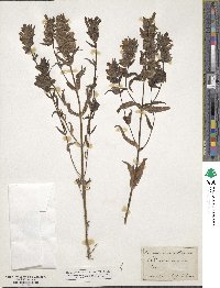 Rhinanthus major image