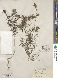 Rhinanthus minor image