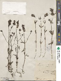 Rhinanthus minor image
