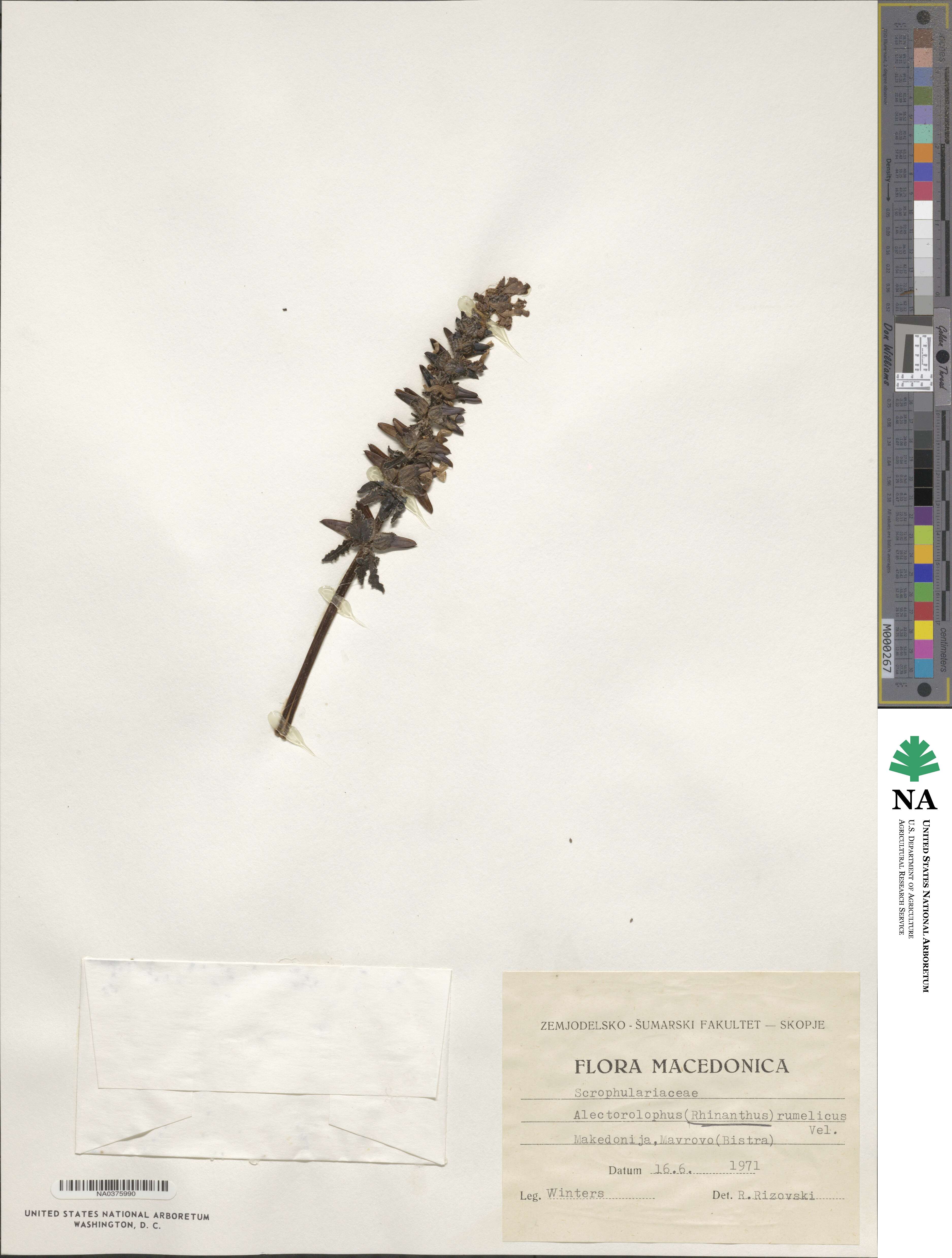 Rhinanthus rumelicus image