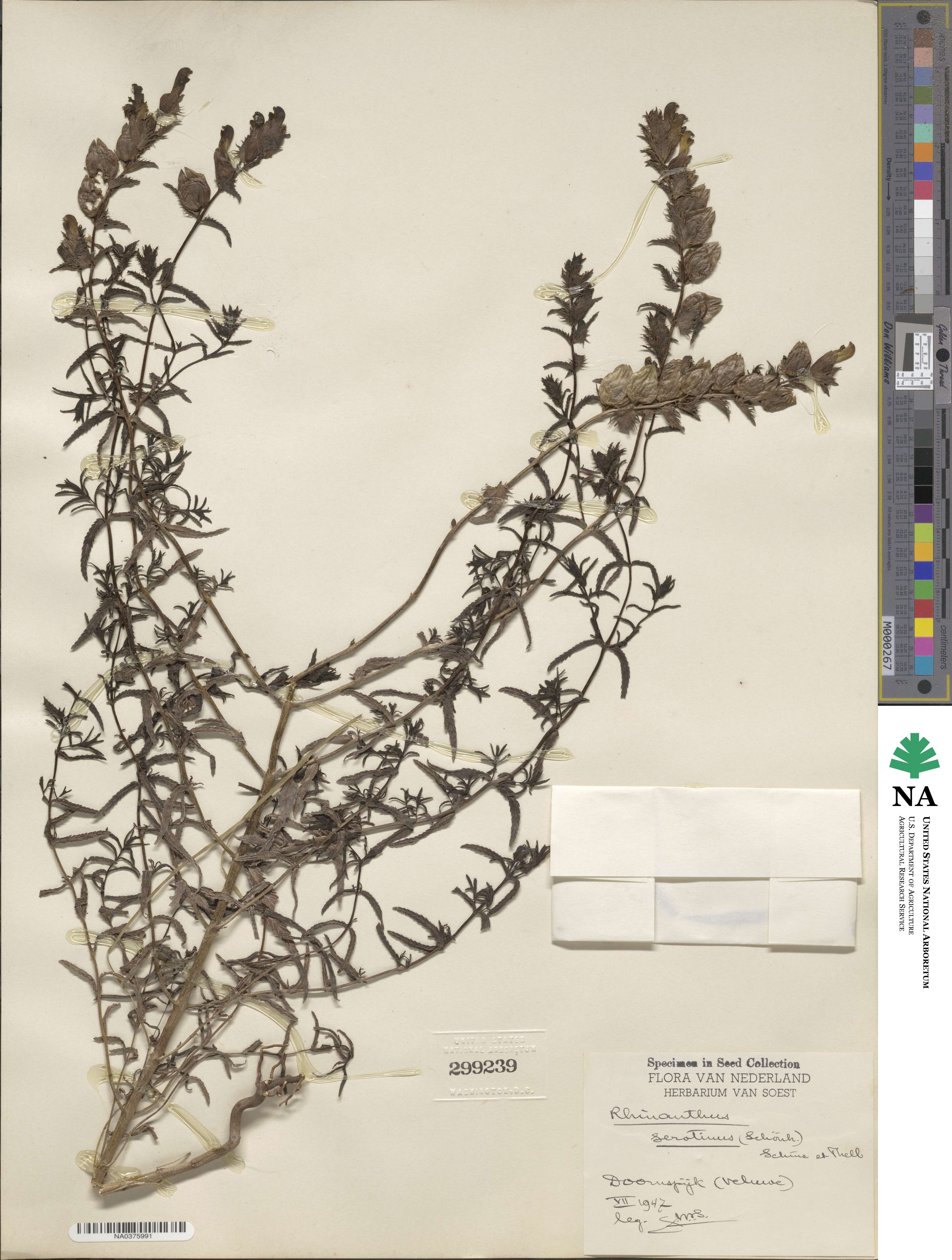 Rhinanthus serotinus image