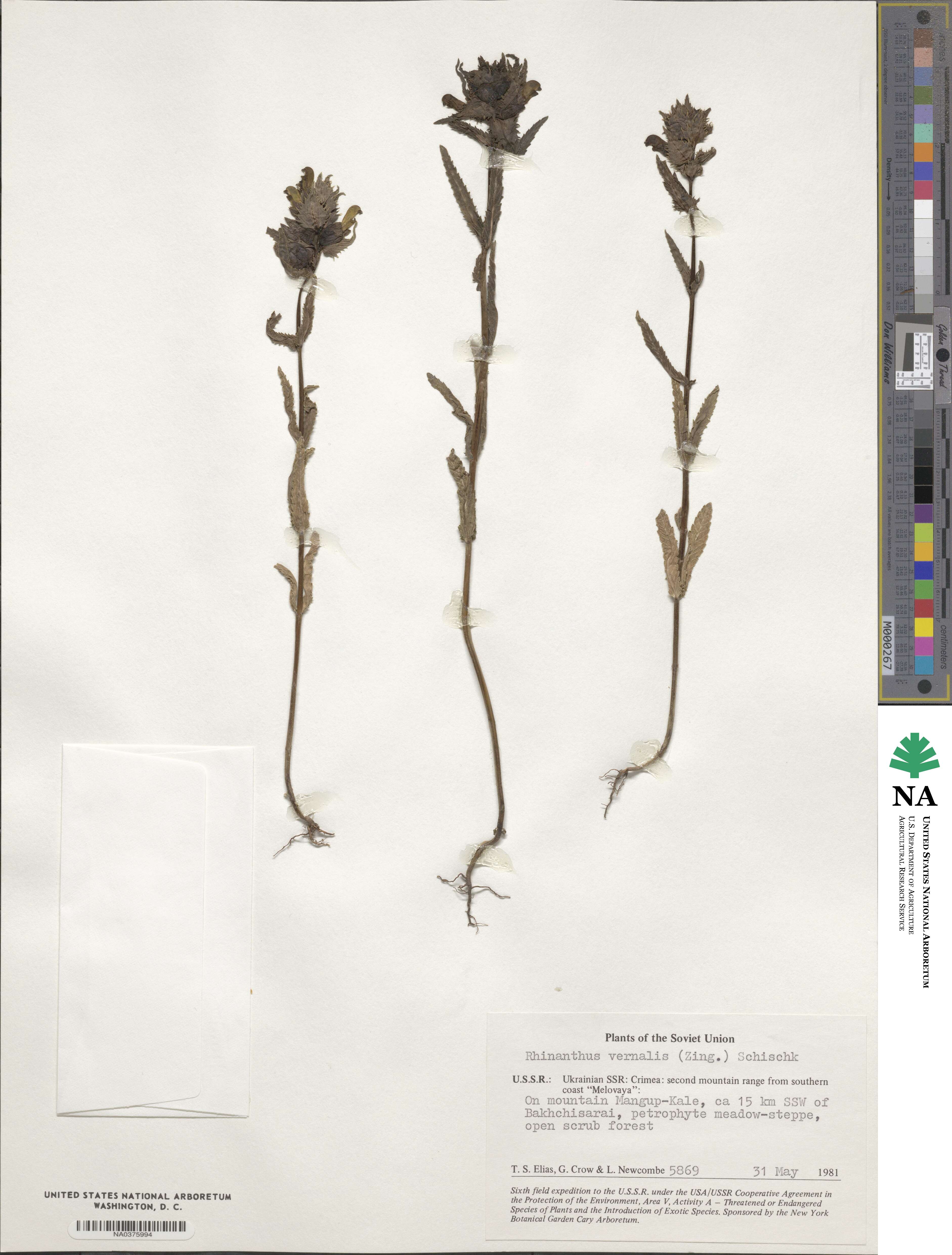 Rhinanthus image