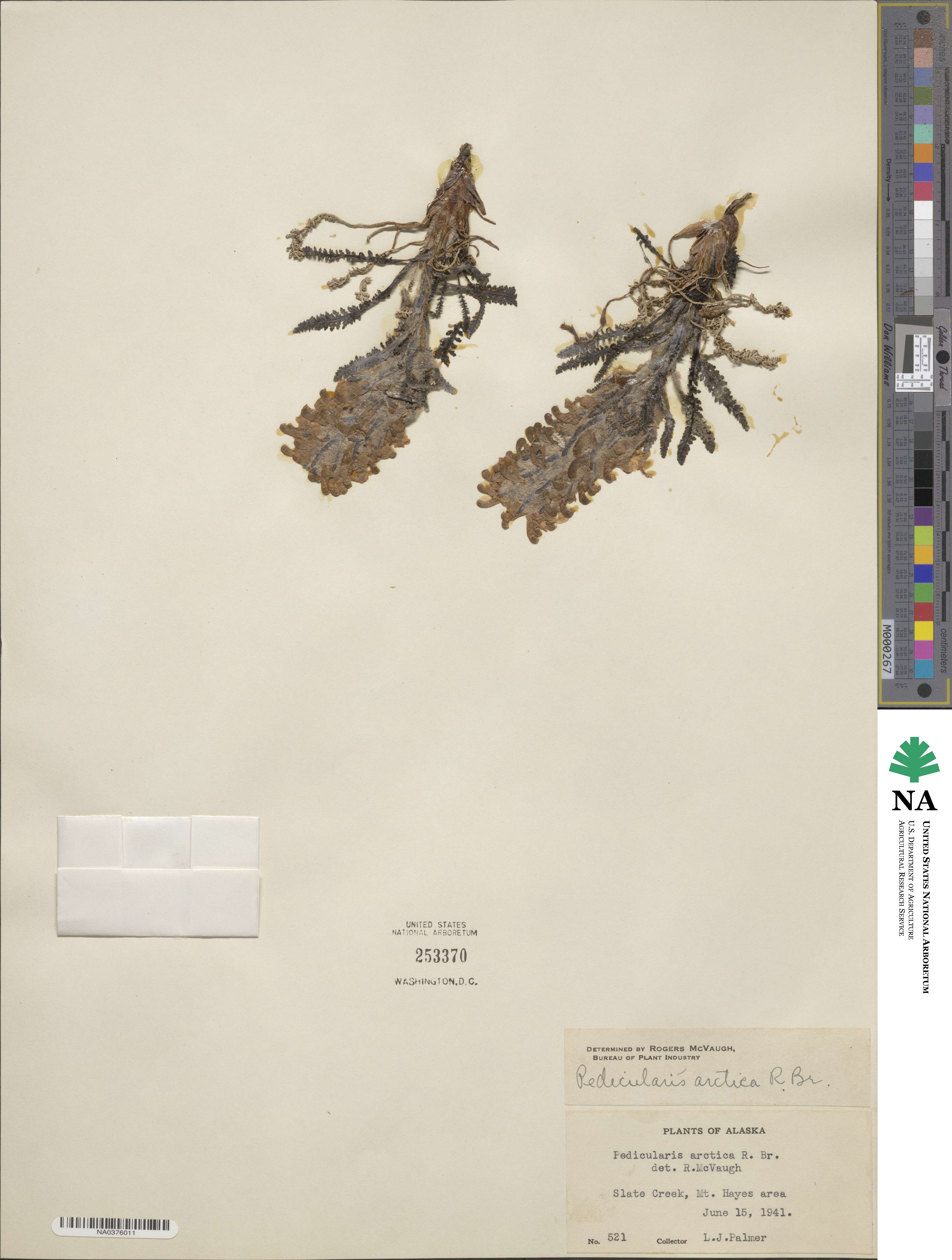 Pedicularis arctica image