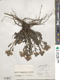 Pedicularis canadensis image